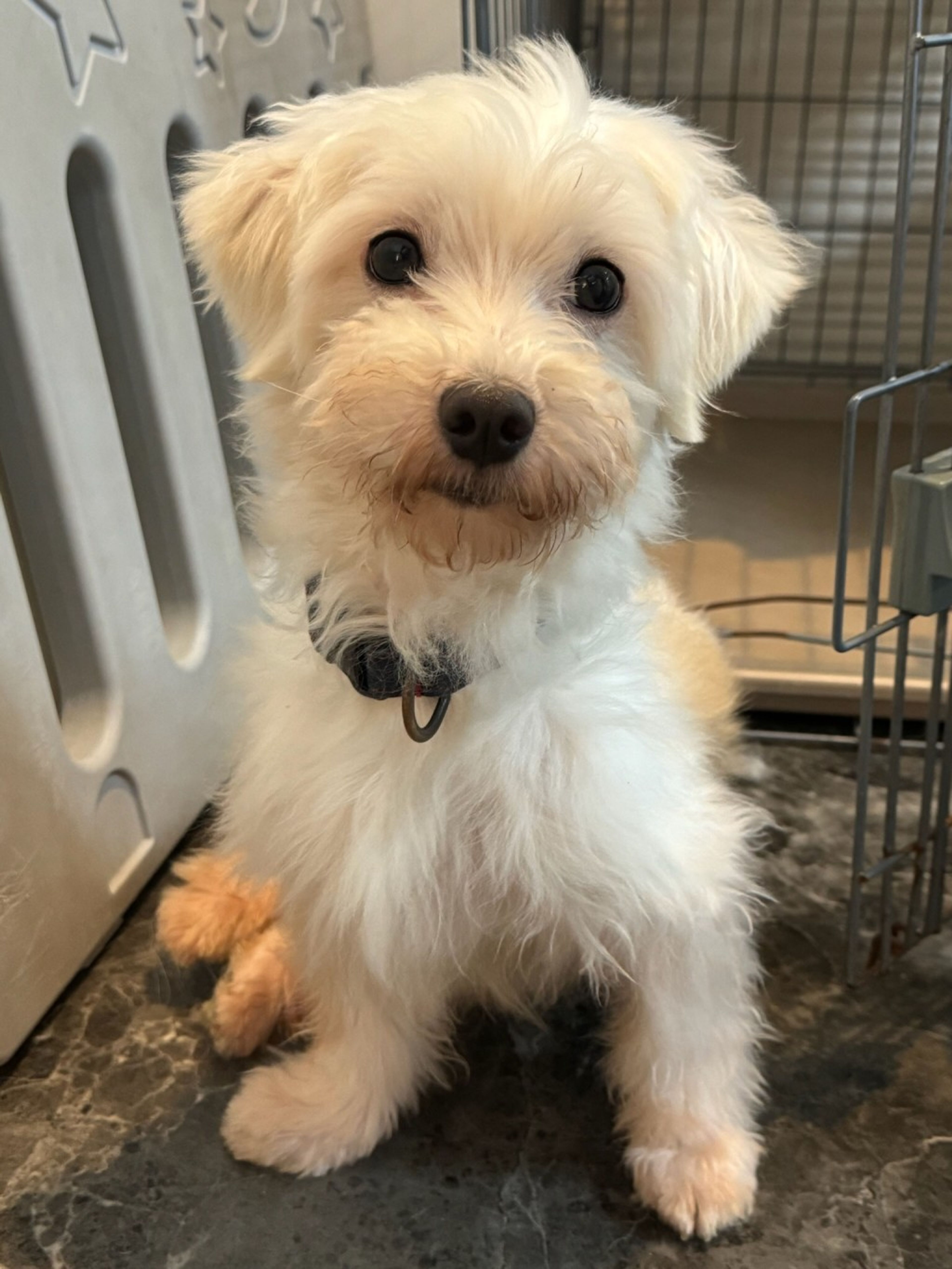 pet-image-2