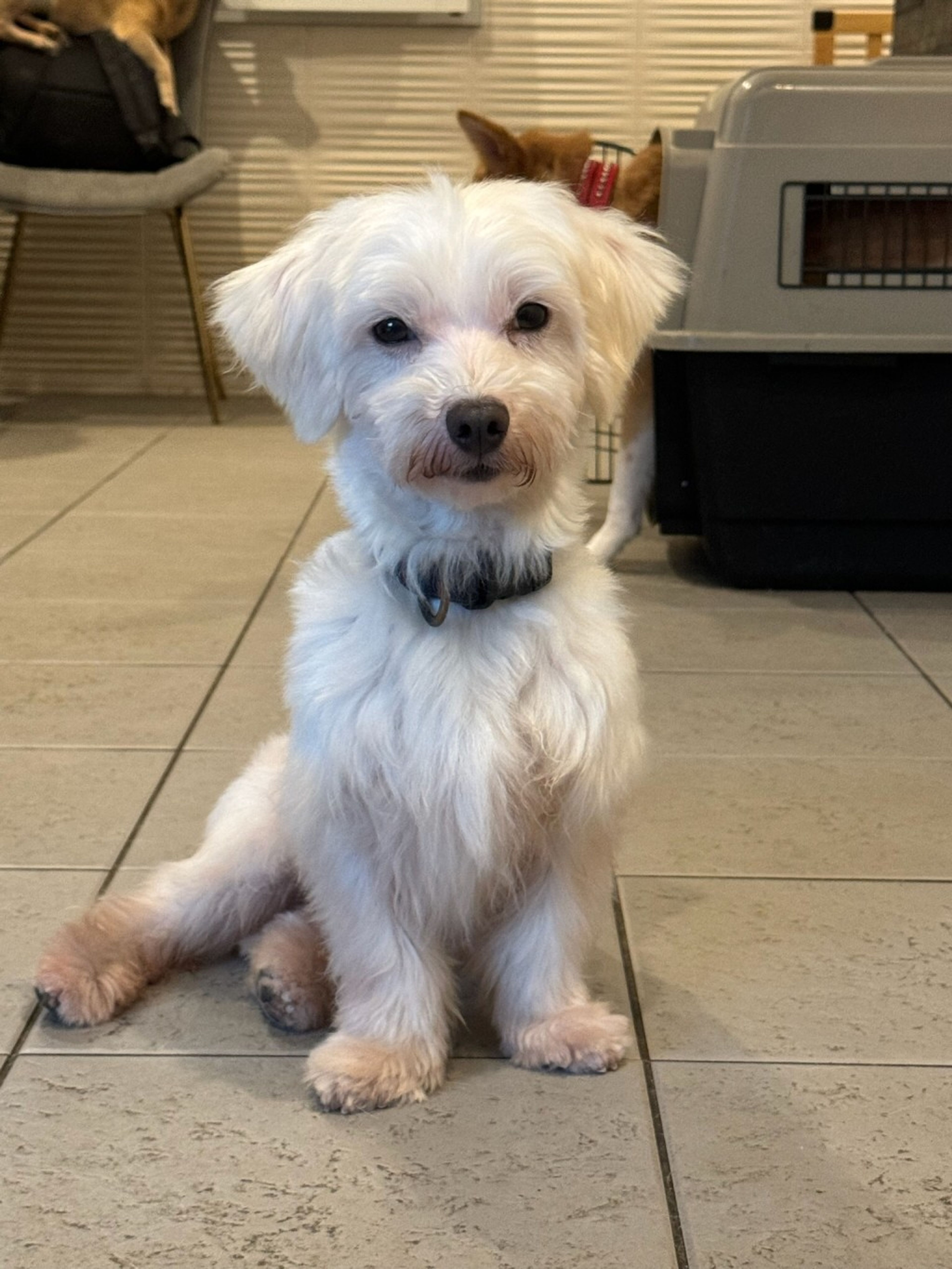雑種（ミックス犬）・オスの里親募集の写真