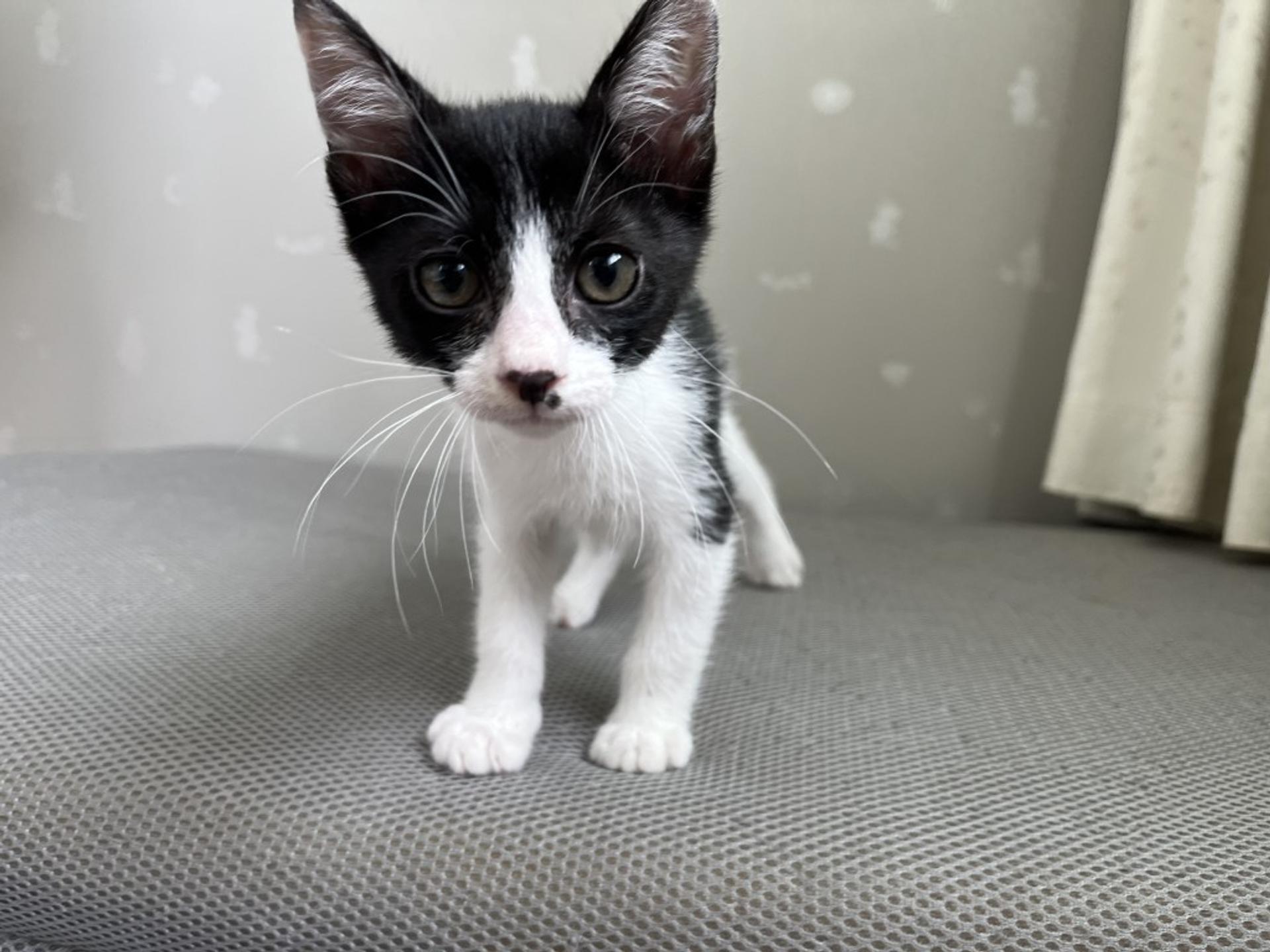 pet-image-2