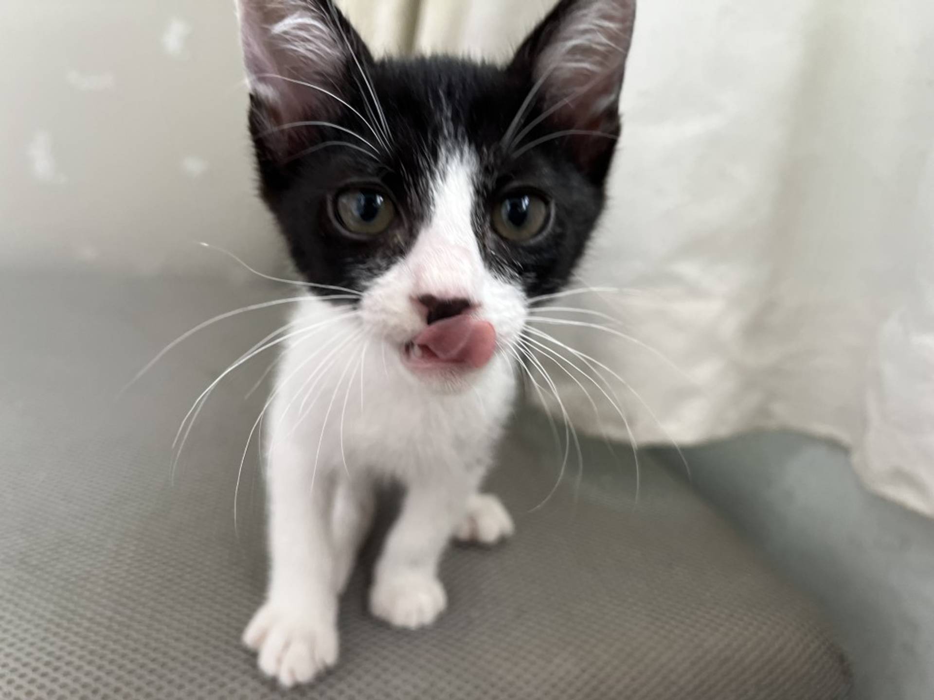 雑種（ミックス猫）・オスの里親募集の写真