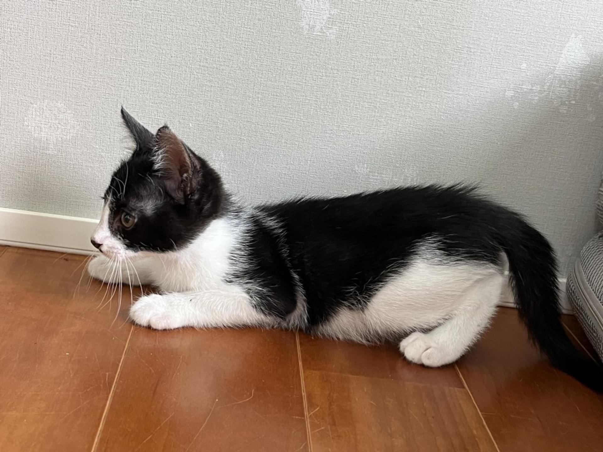 pet-image-5
