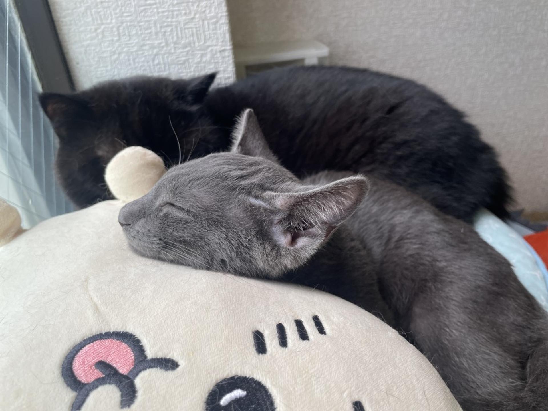 pet-image-2