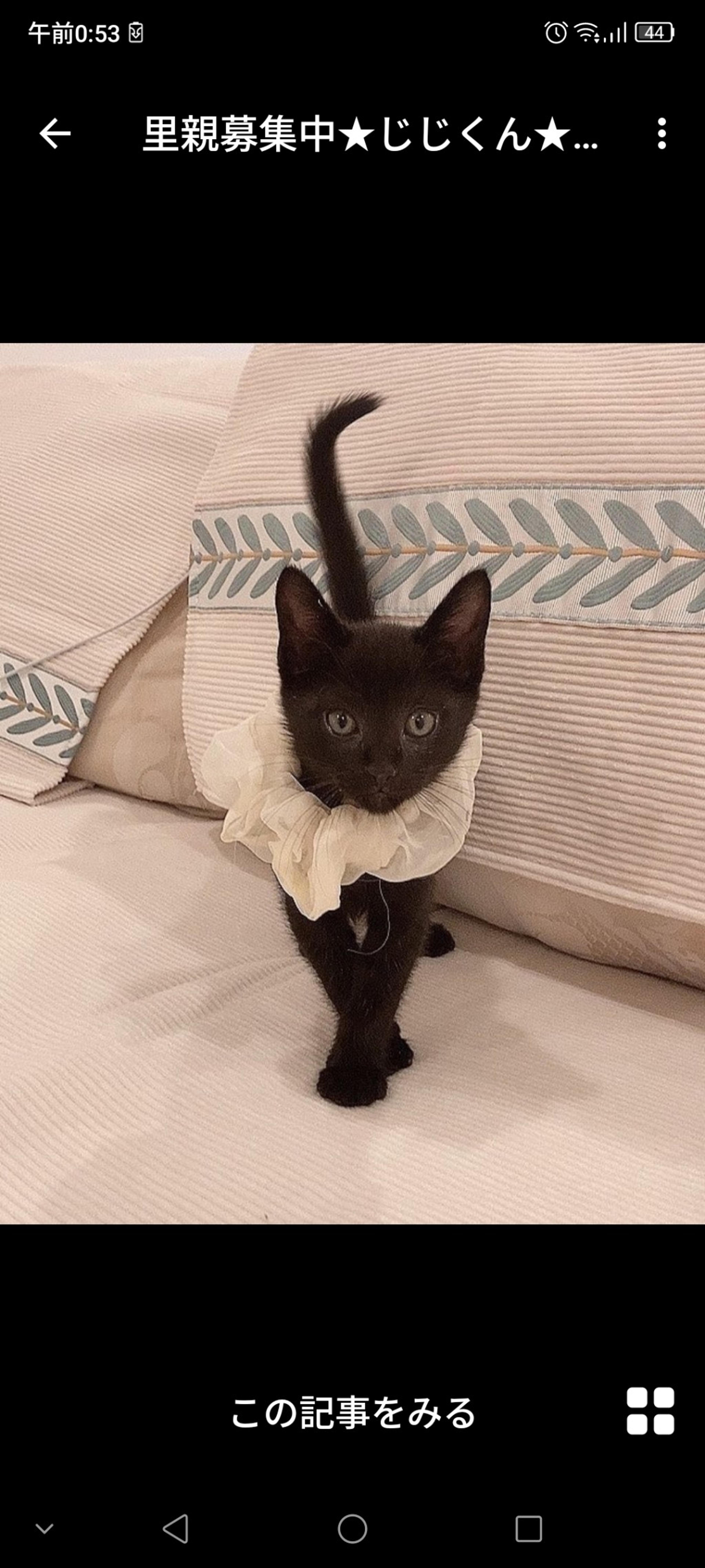 pet-image-3