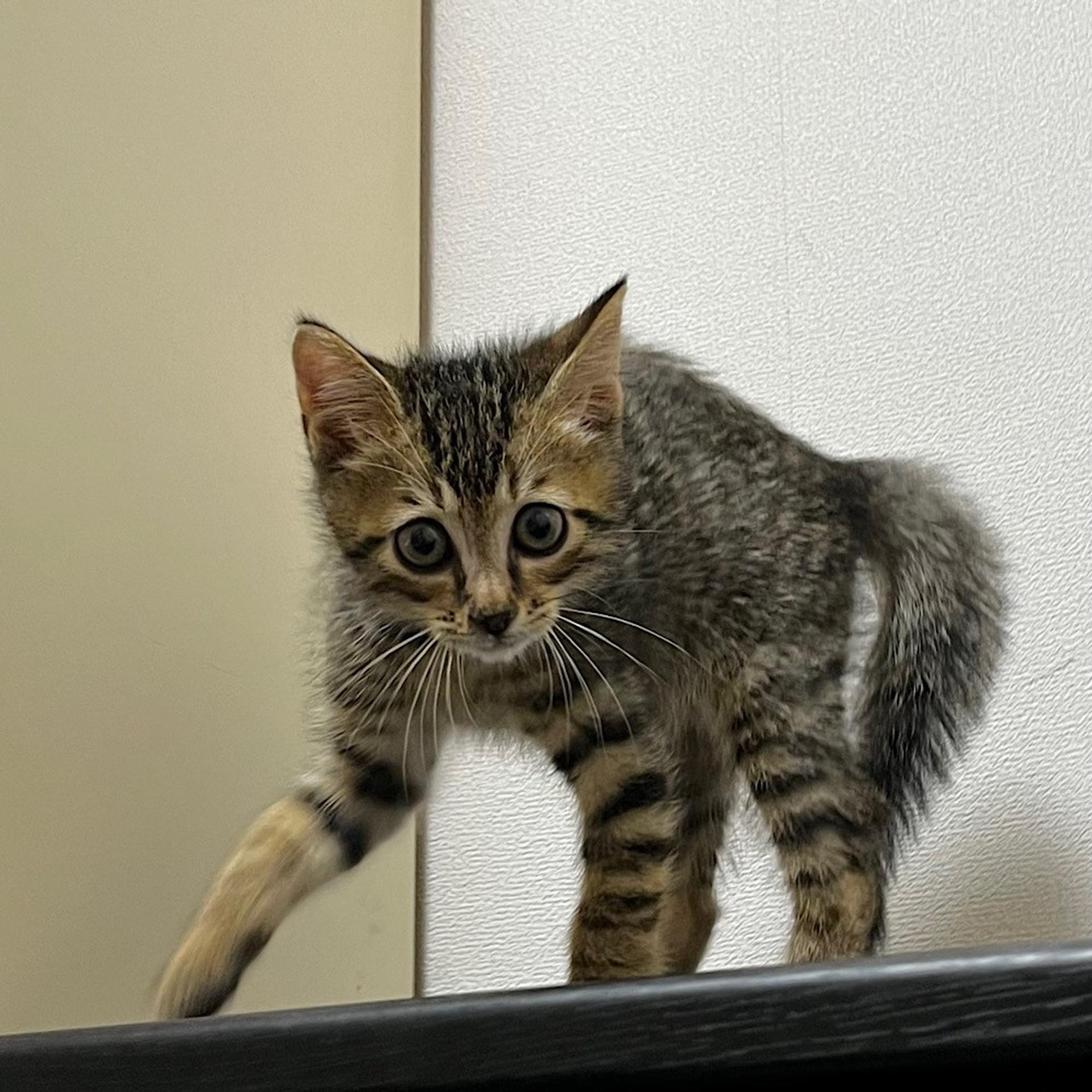 pet-image-3