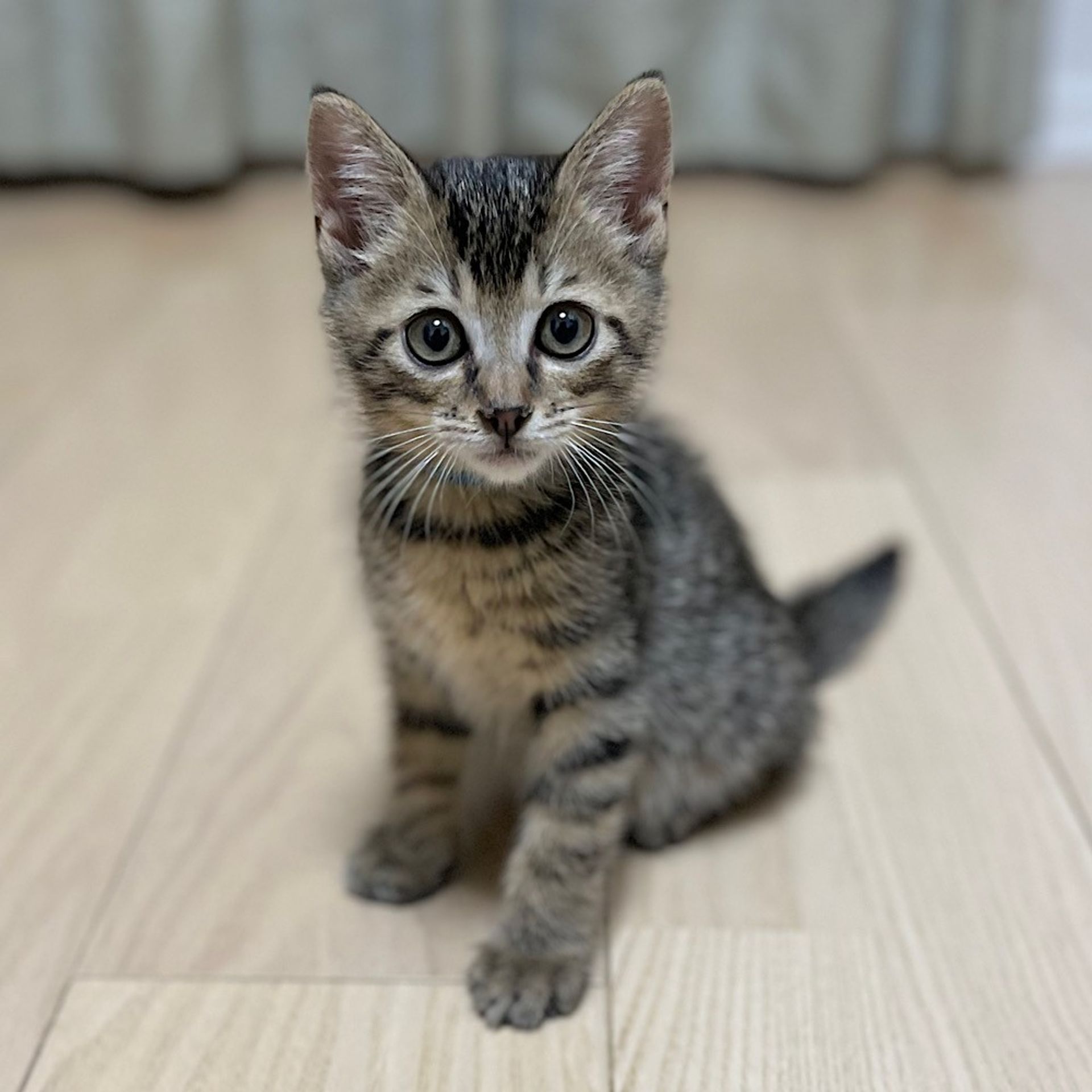 雑種（ミックス猫）・オスの里親募集の写真