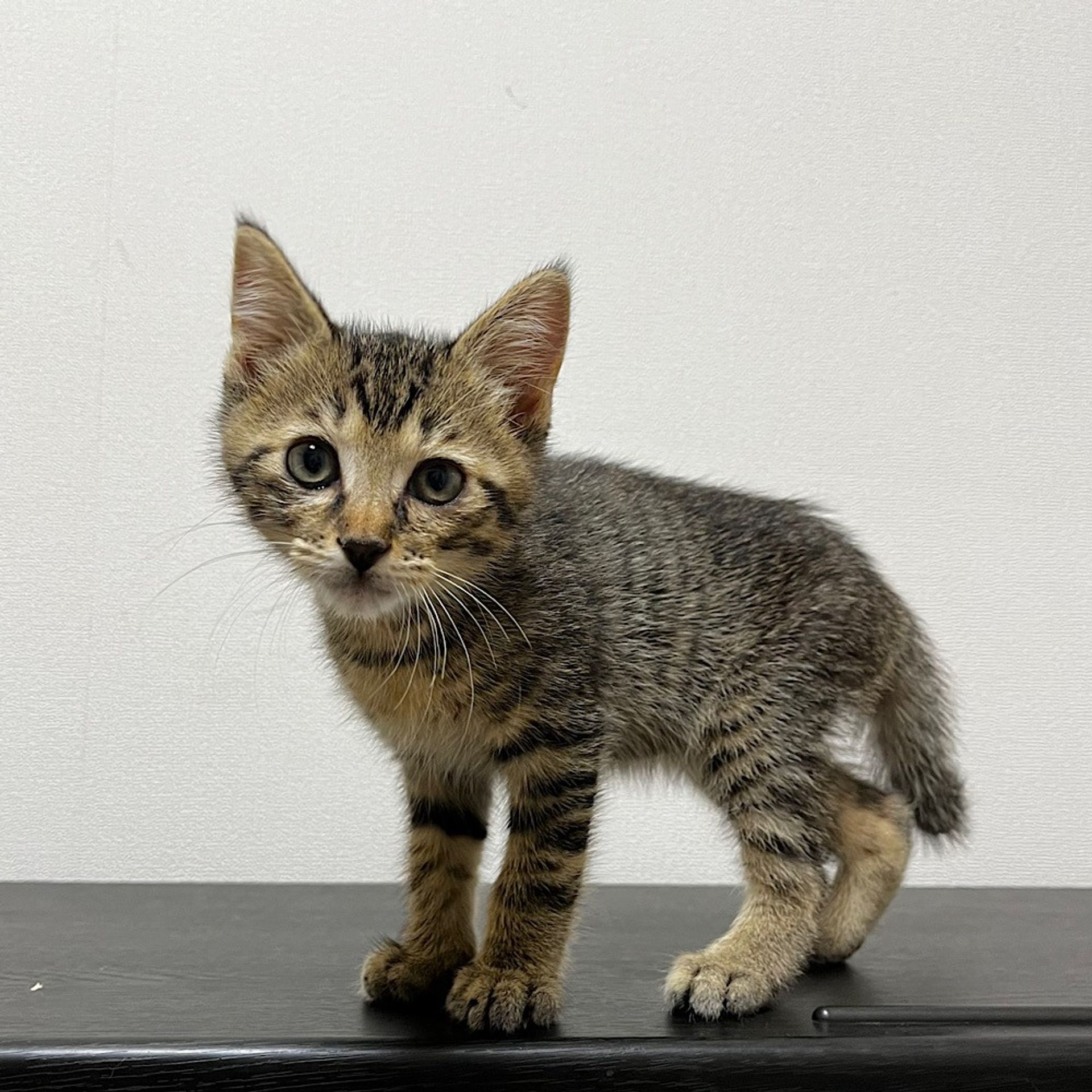 雑種（ミックス猫）・オスの里親募集の写真