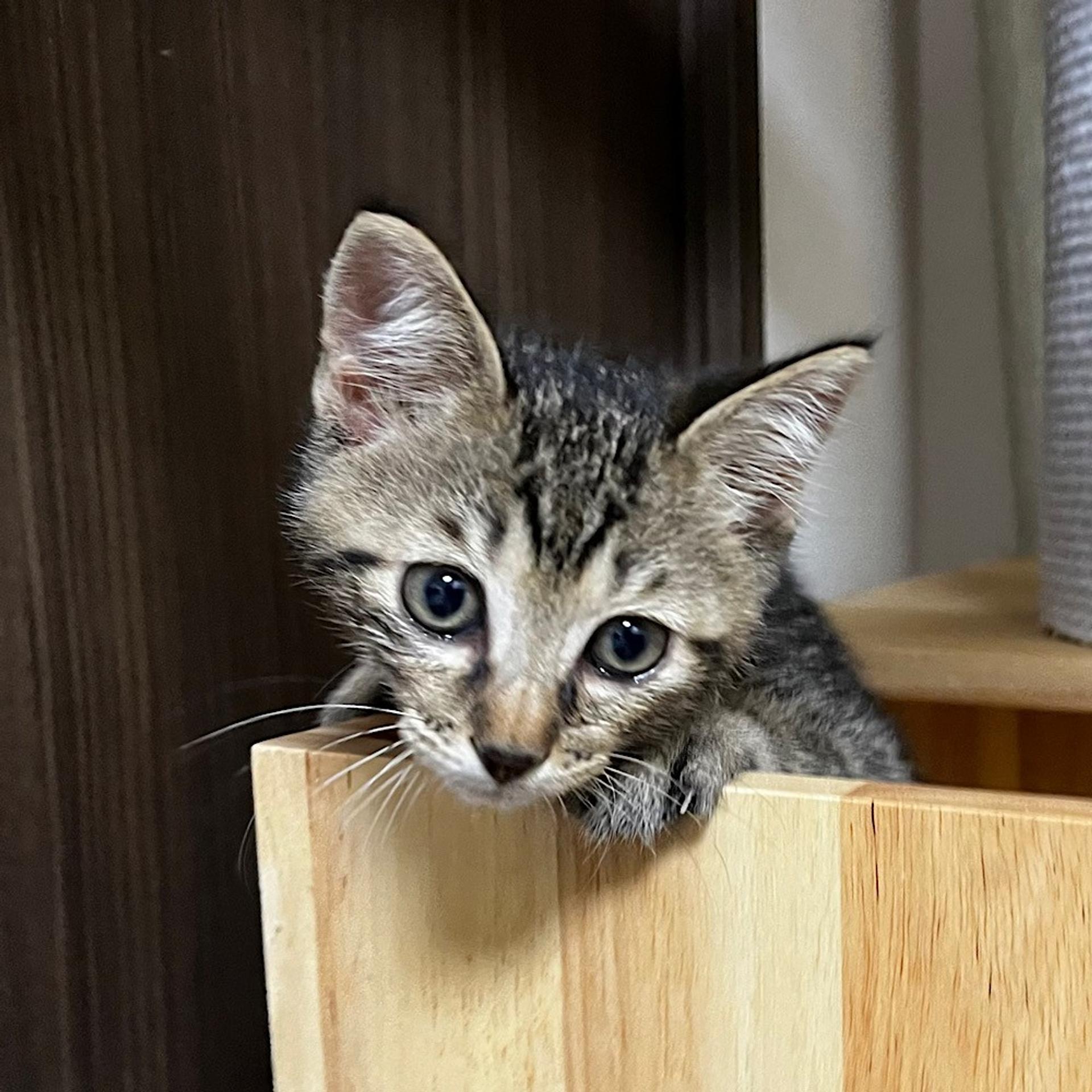 pet-image-4