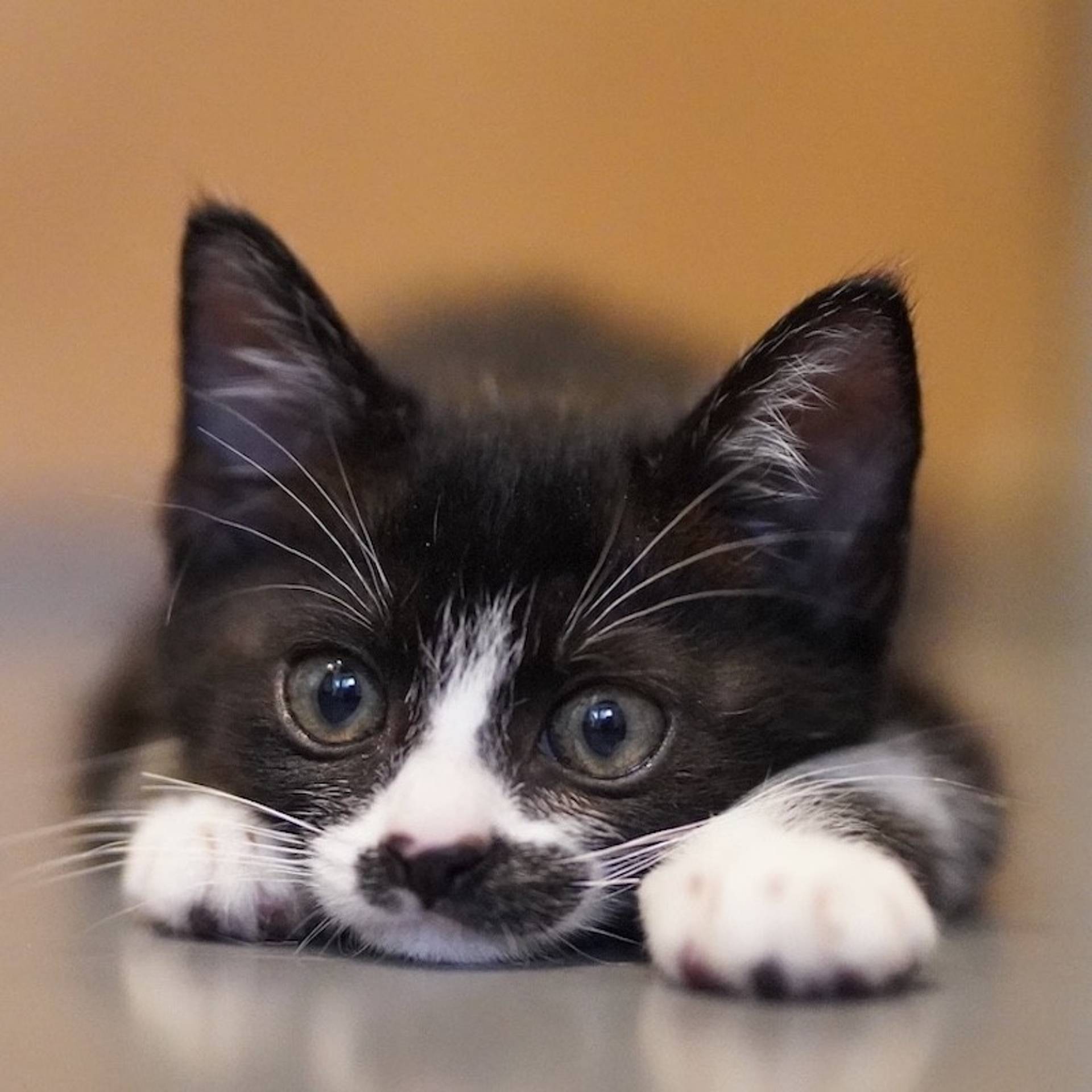 雑種（ミックス猫）・オスの里親募集の写真