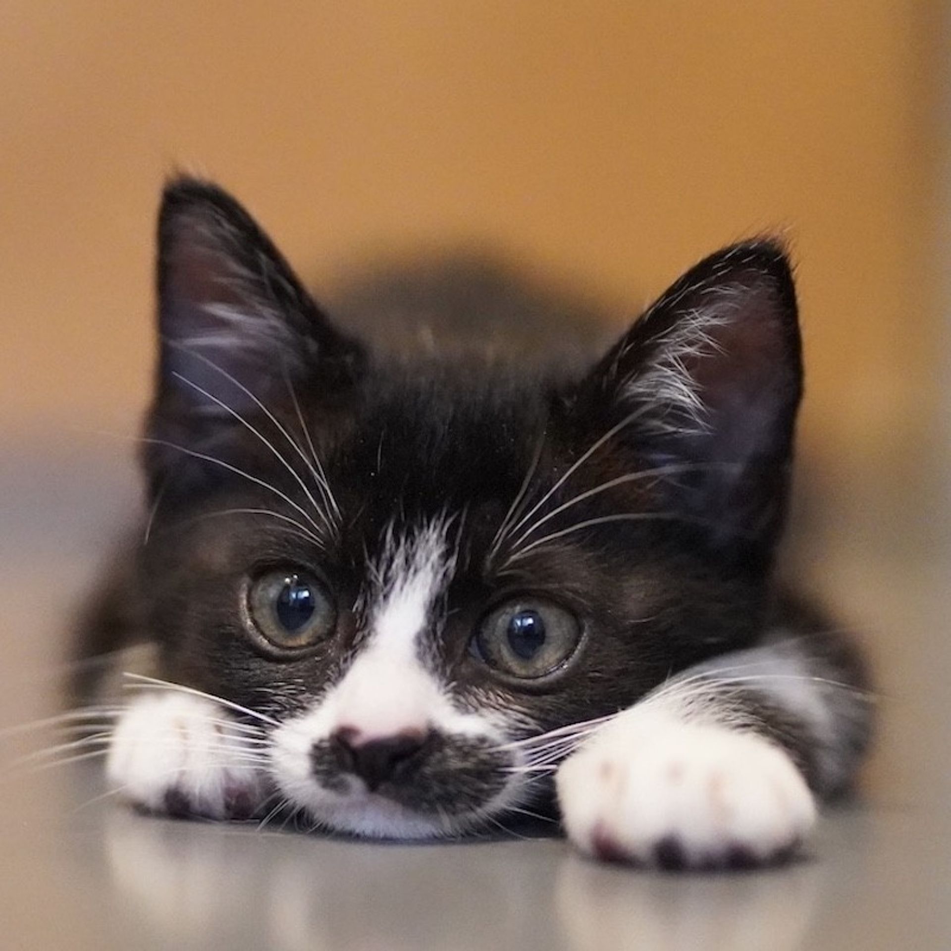 雑種（ミックス猫）・オスの里親募集の写真