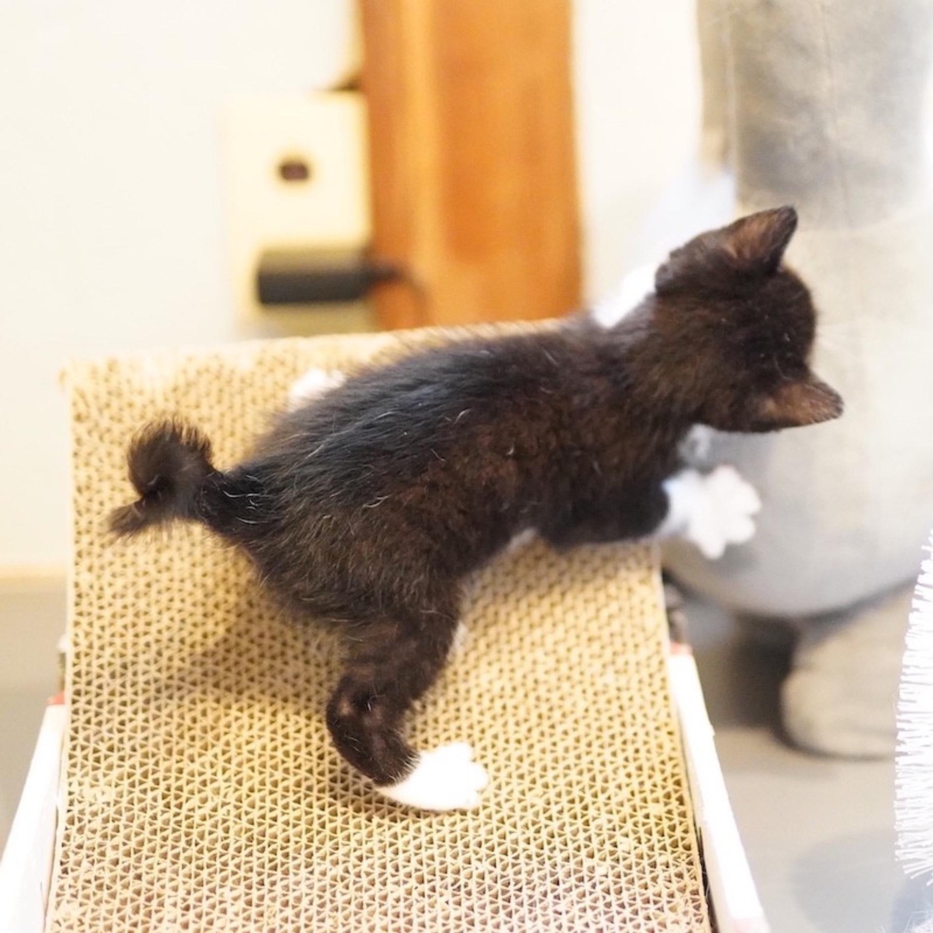 pet-image-6