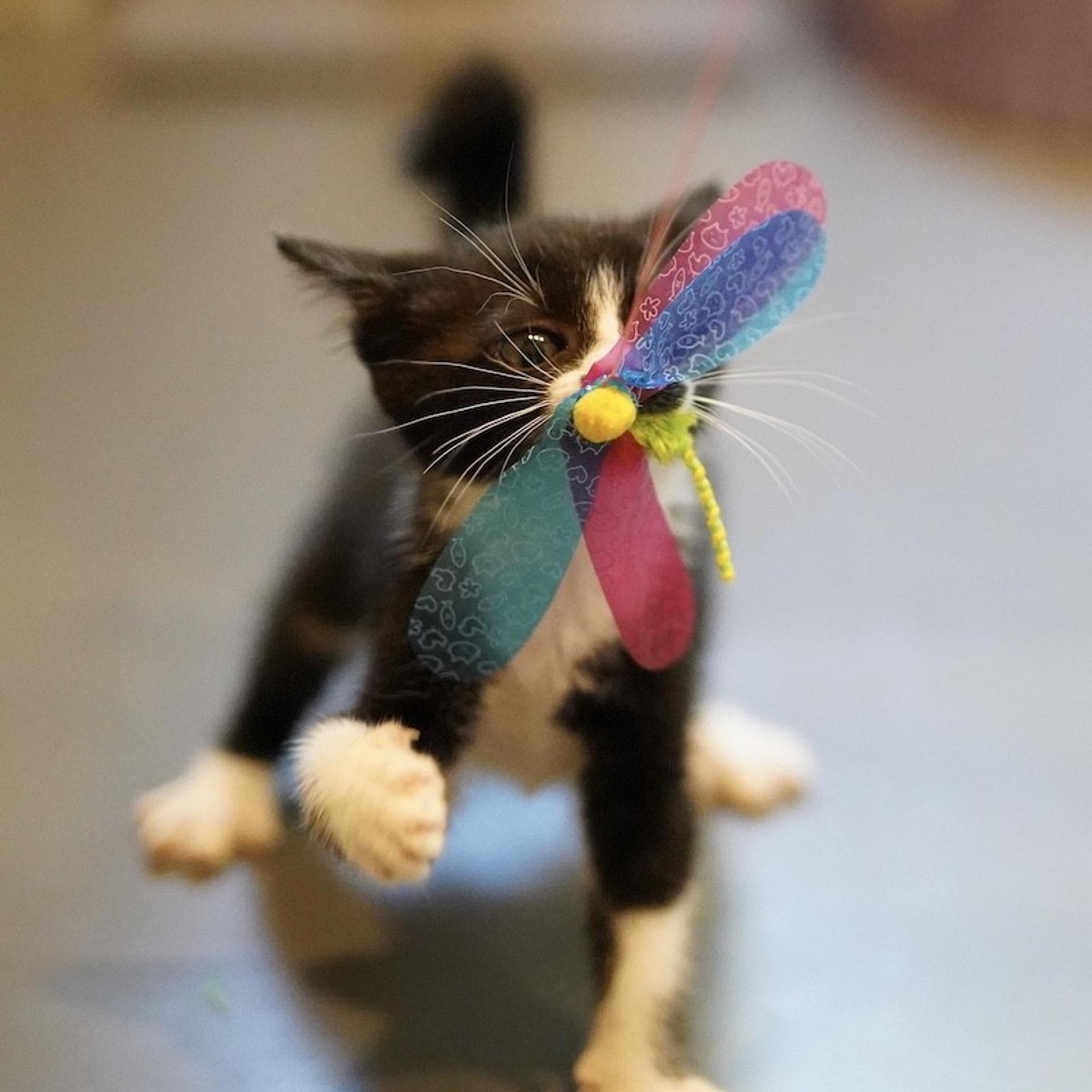 pet-image-4