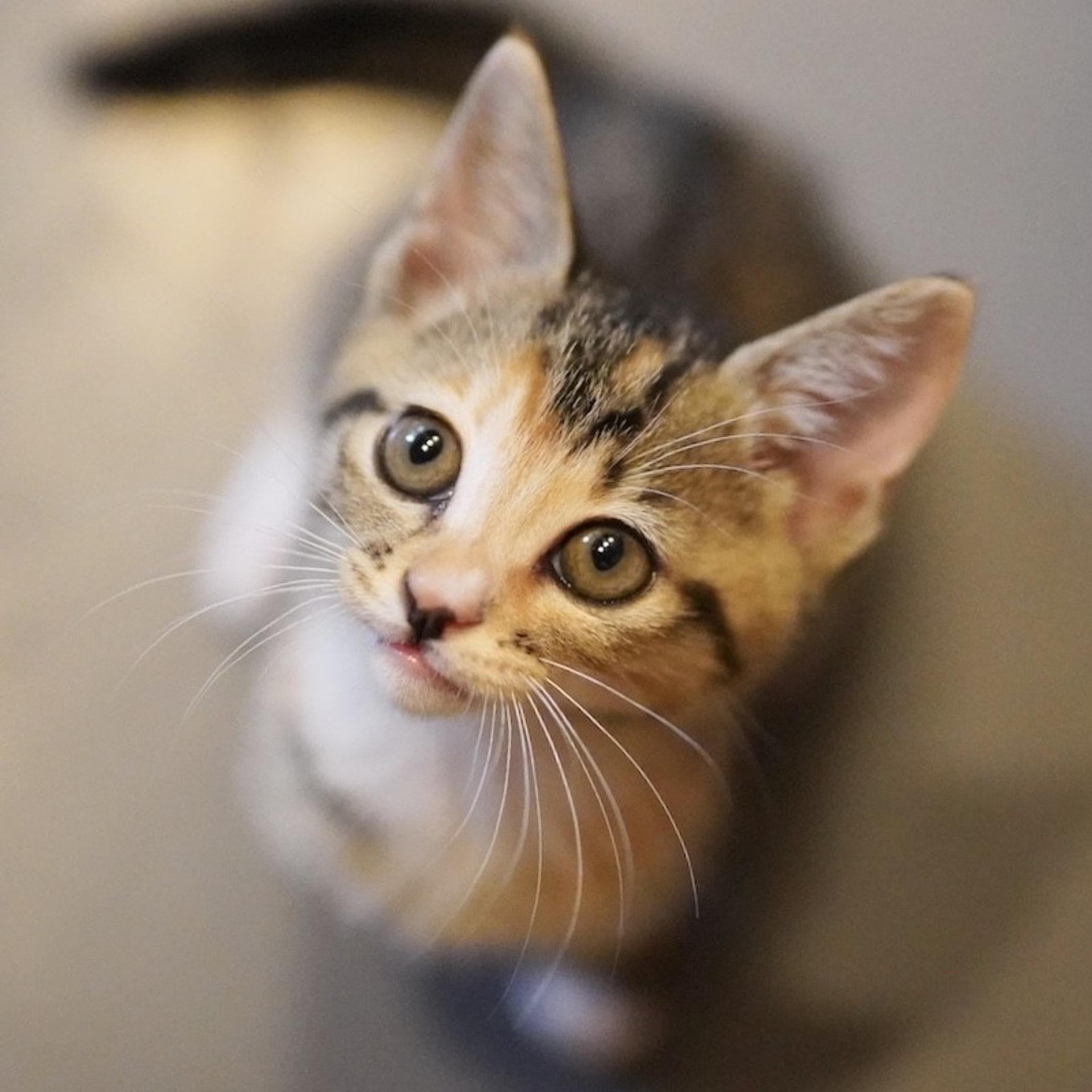 pet-image-4