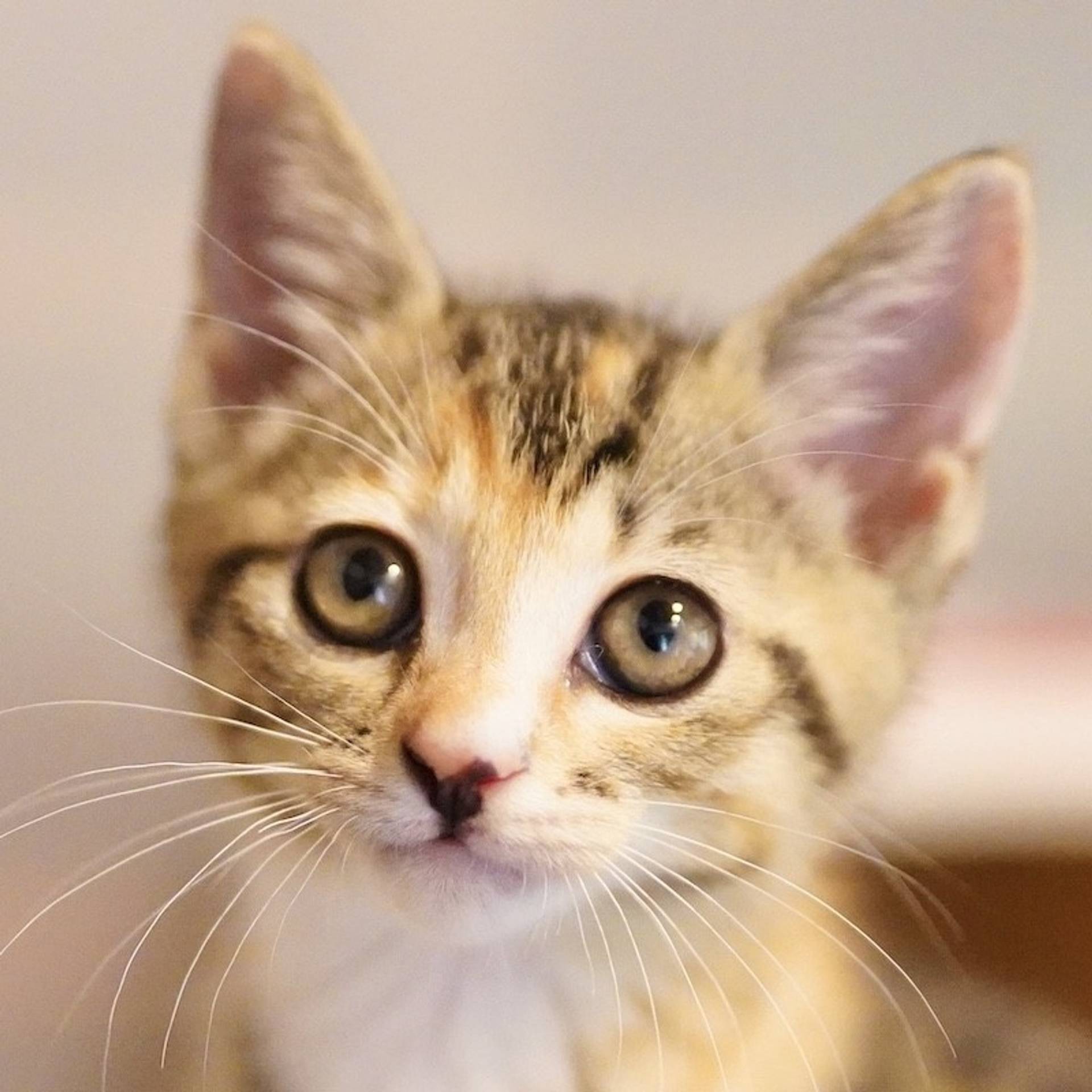 雑種（ミックス猫）・メスの里親募集の写真