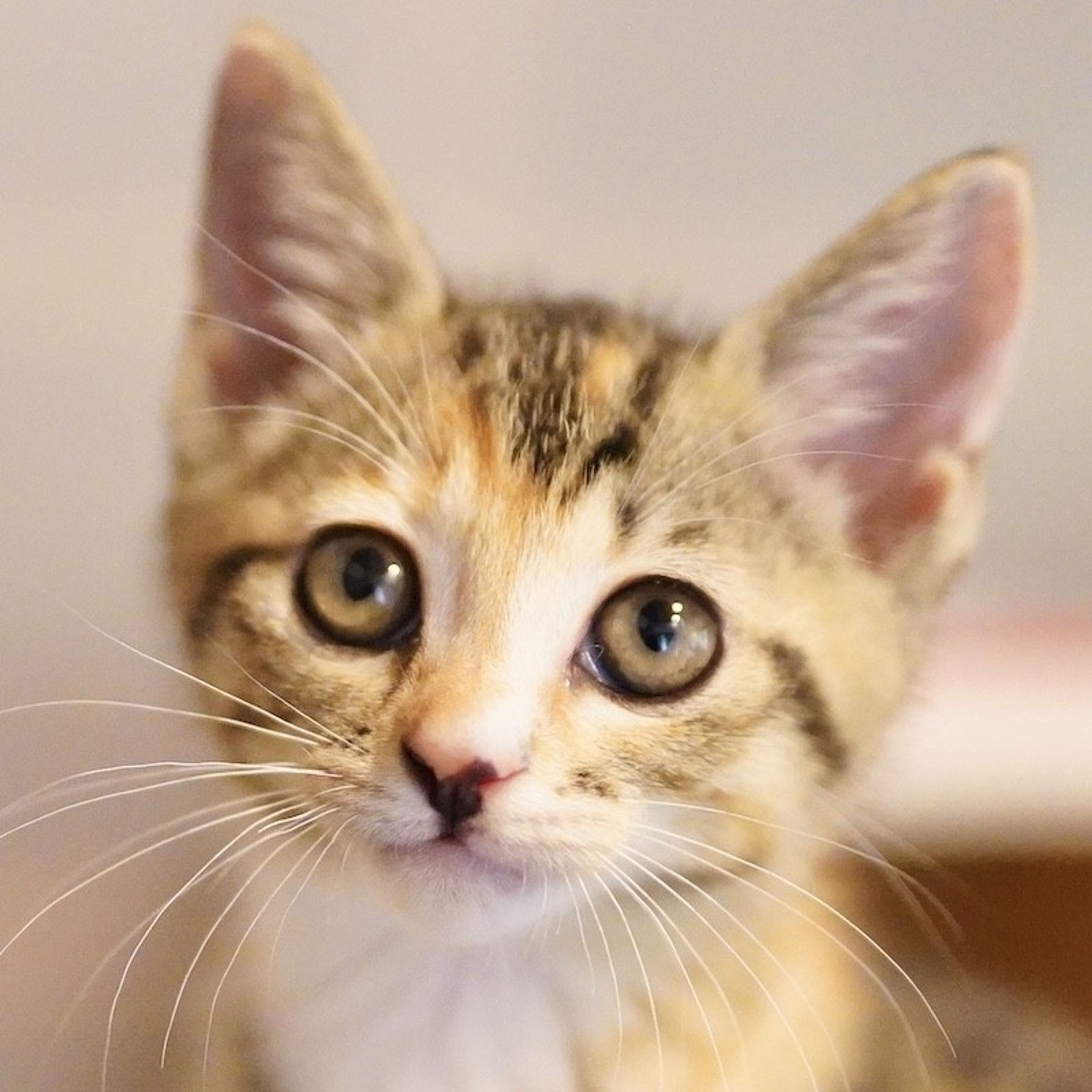 雑種（ミックス猫）・メスの里親募集の写真