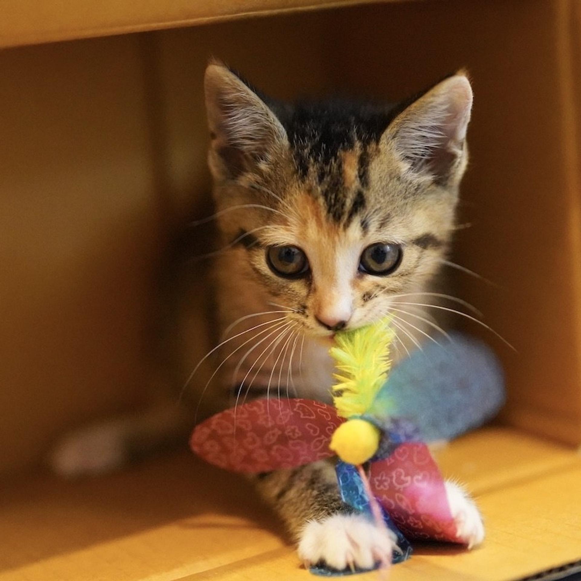 pet-image-3