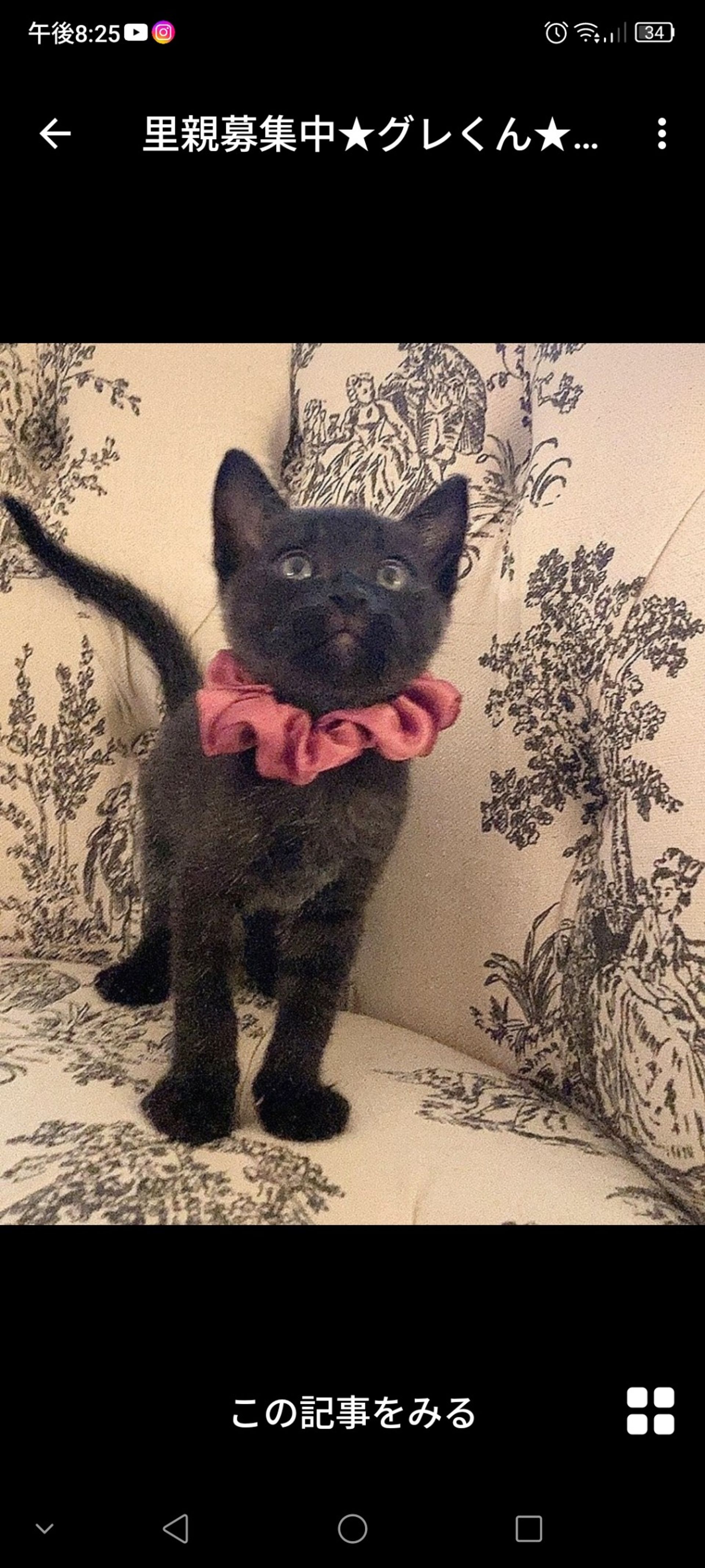 雑種（ミックス猫）・オスの里親募集の写真