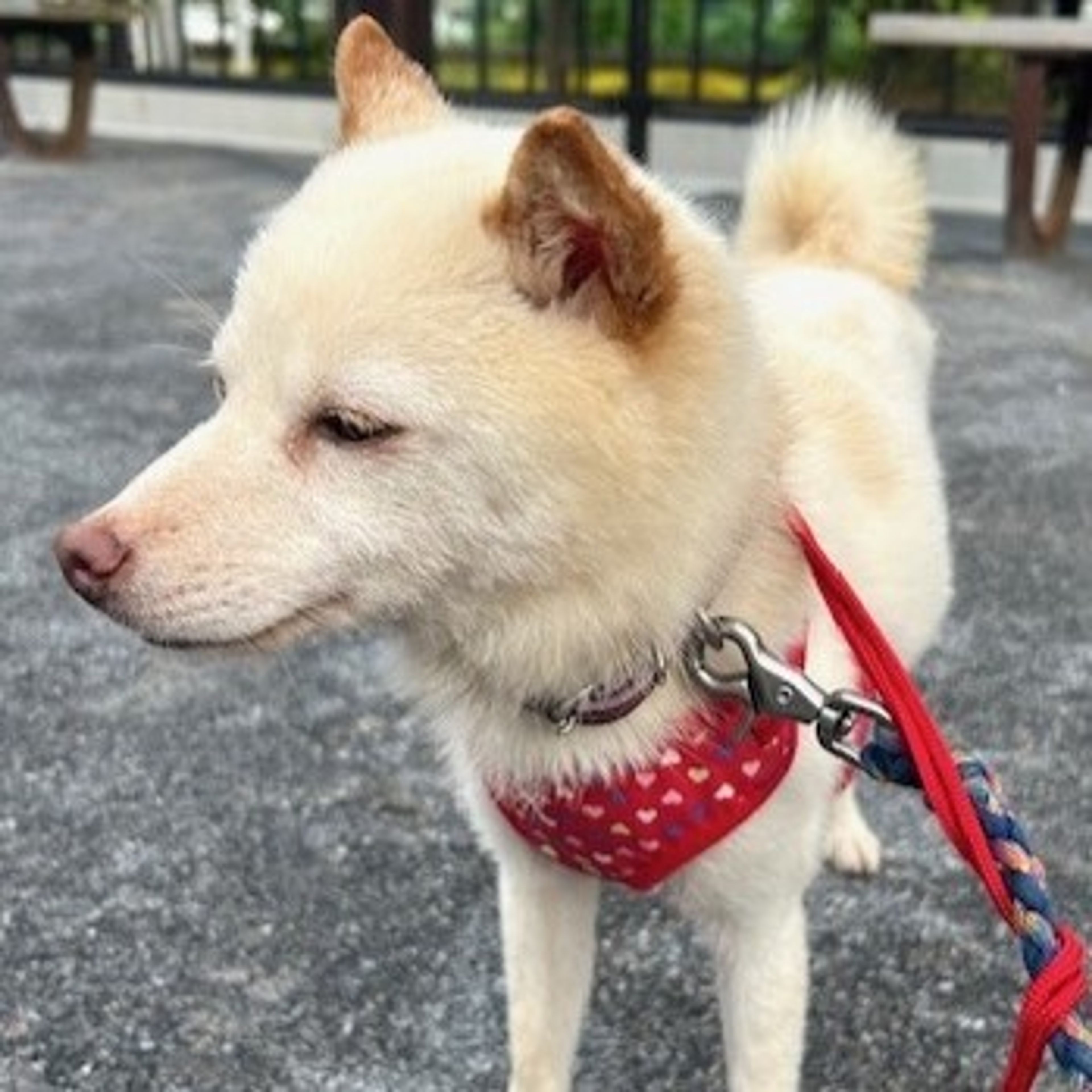 pet-image-2