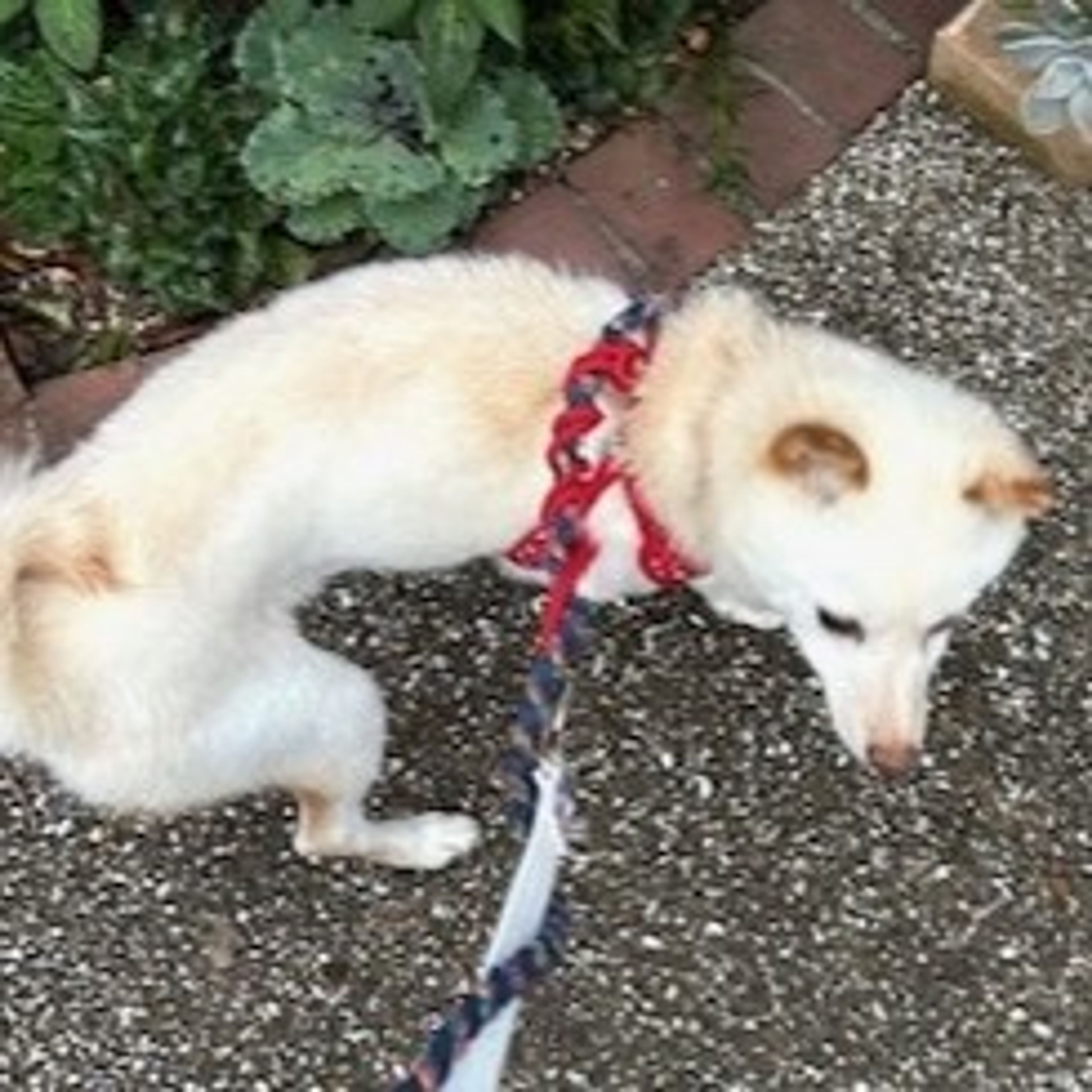 pet-image-4