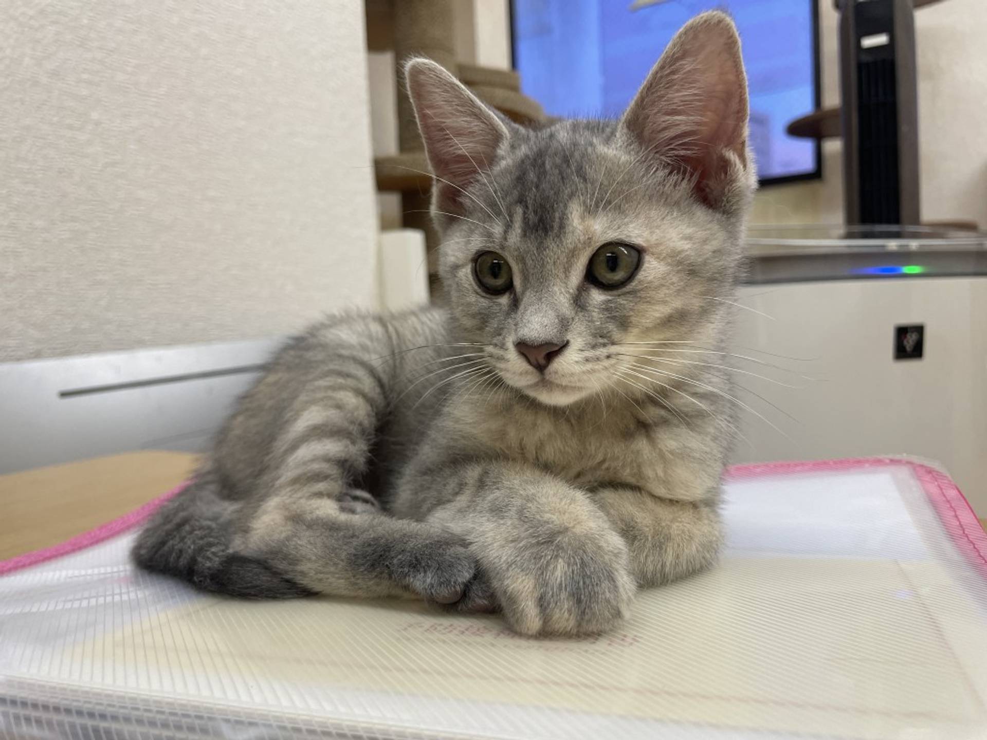 雑種（ミックス猫）・メスの里親募集の写真