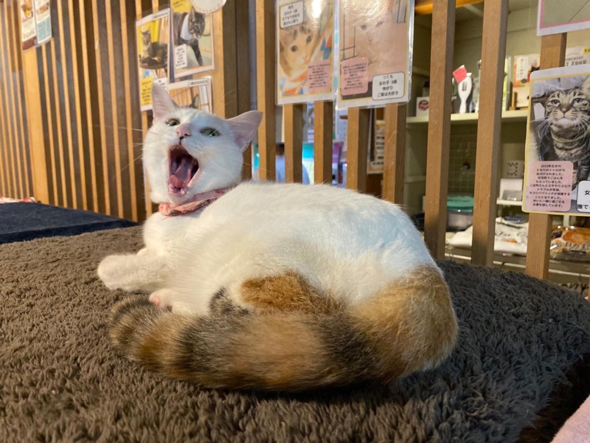 pet-image-4