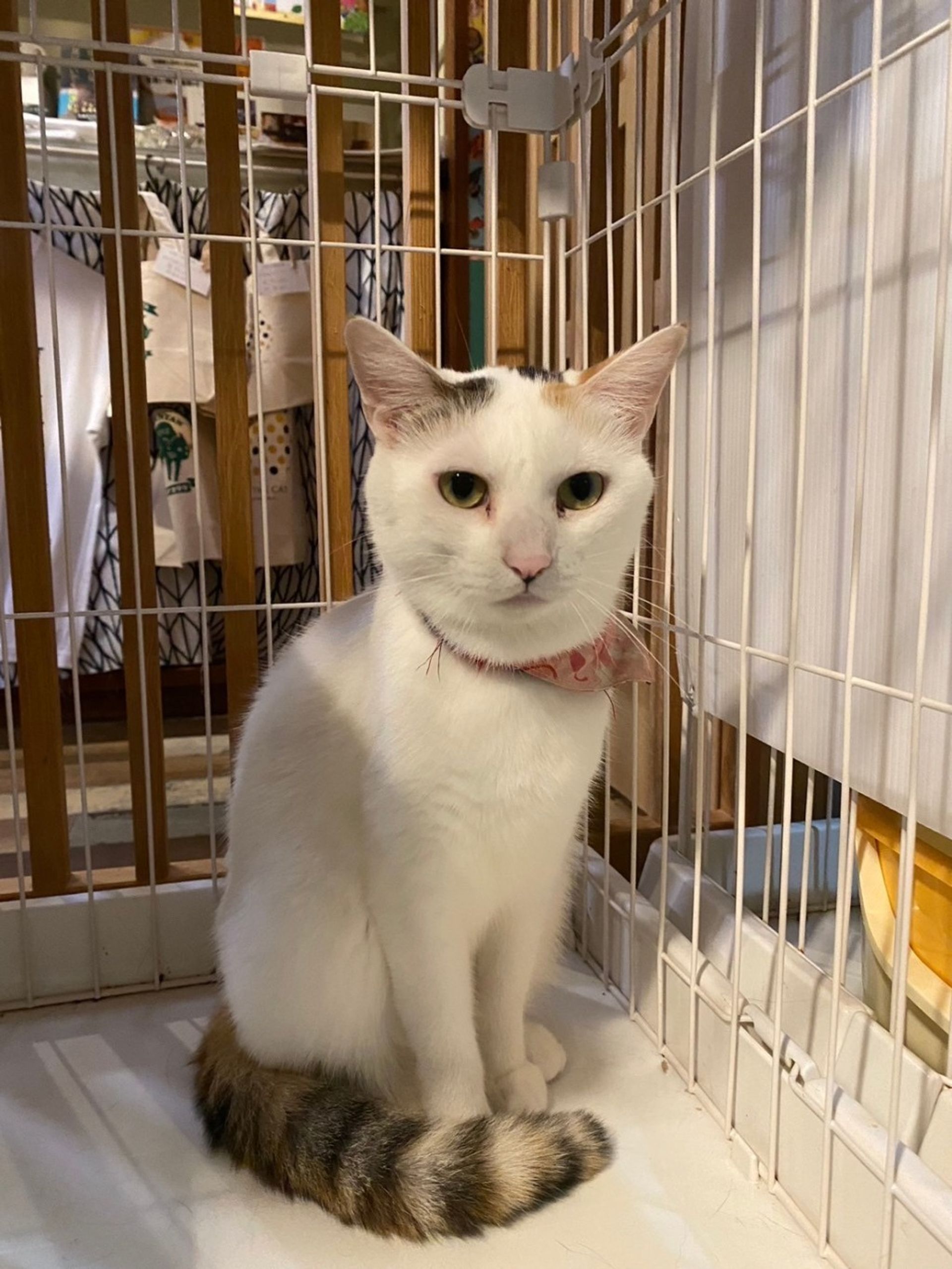 雑種（ミックス猫）・メスの里親募集の写真