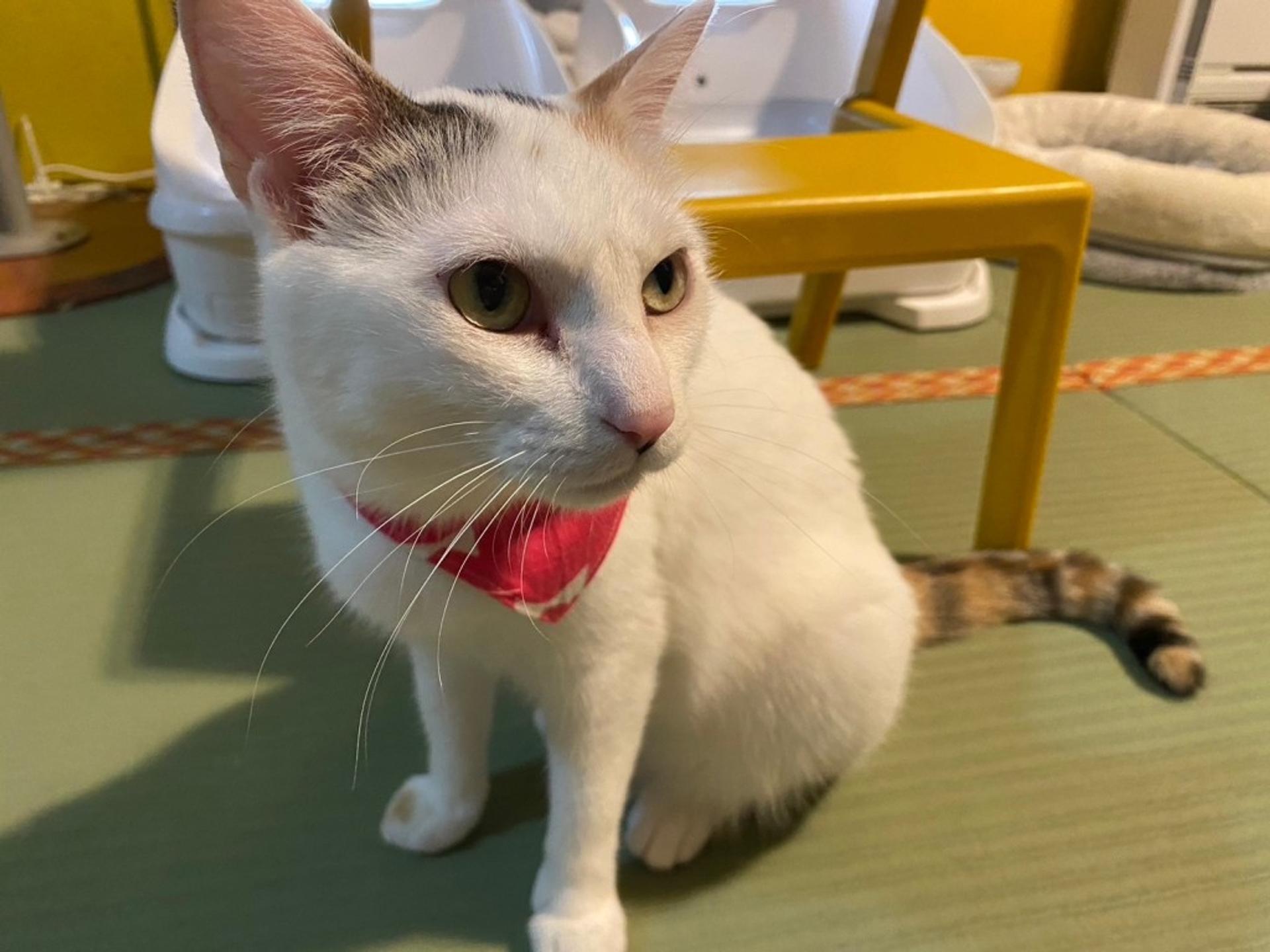 pet-image-2