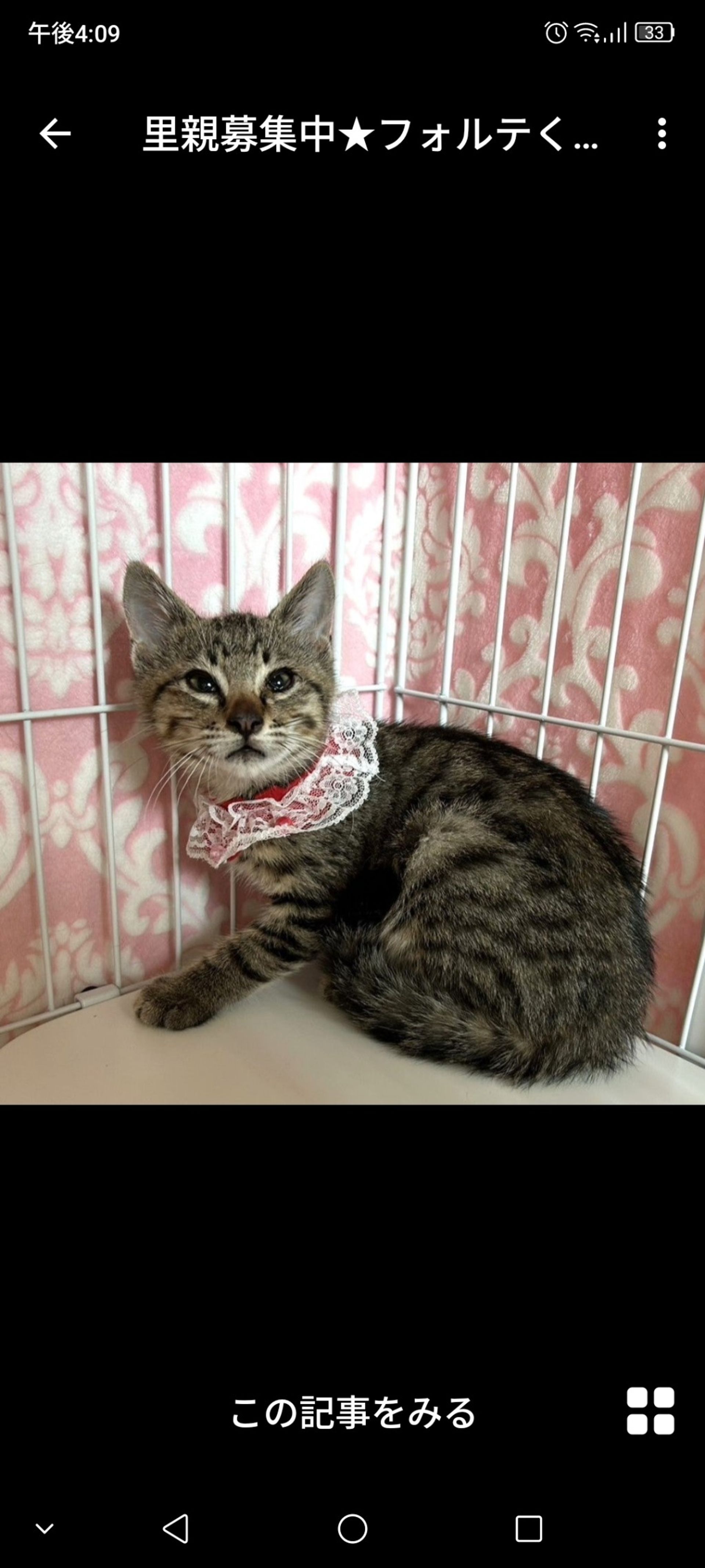 雑種（ミックス猫）・オスの里親募集の写真