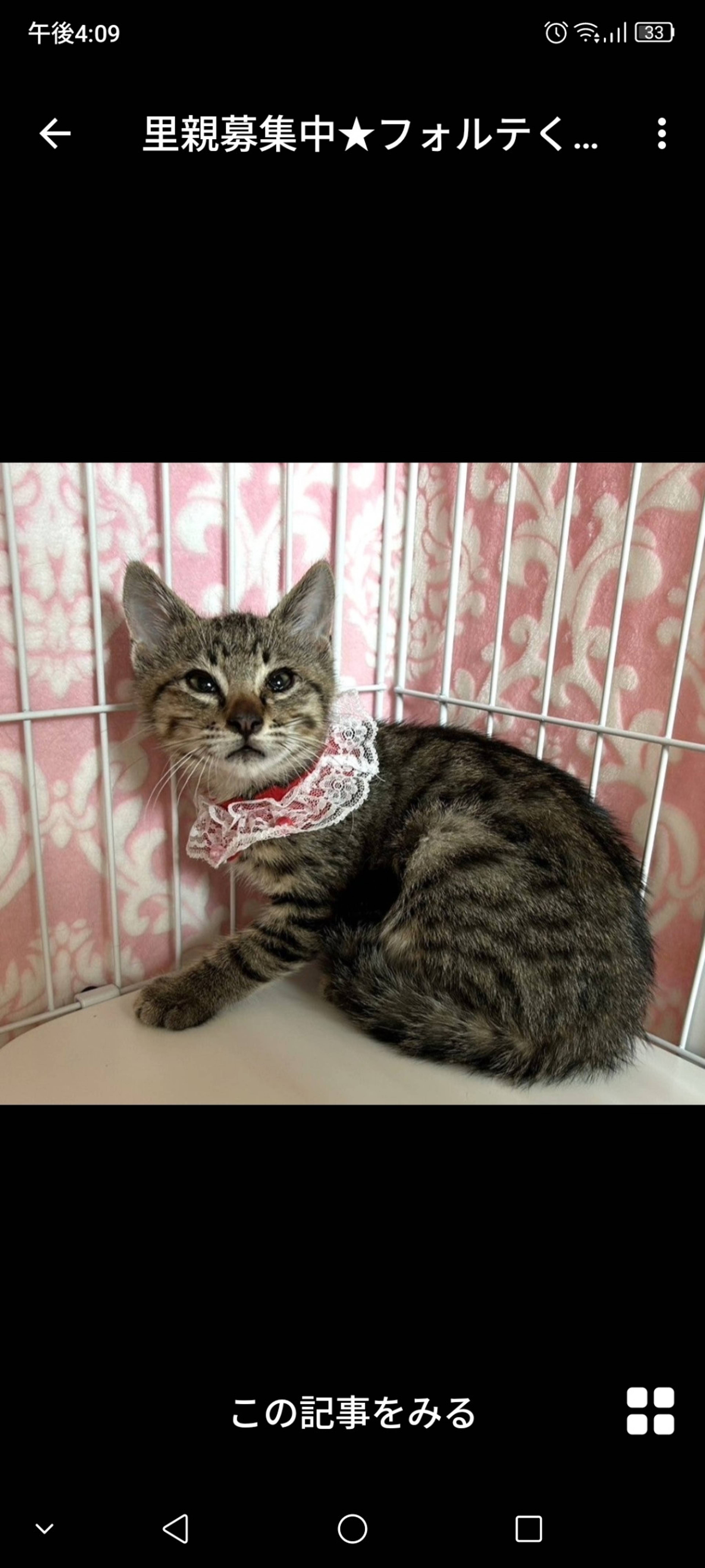 雑種（ミックス猫）・オスの里親募集の写真