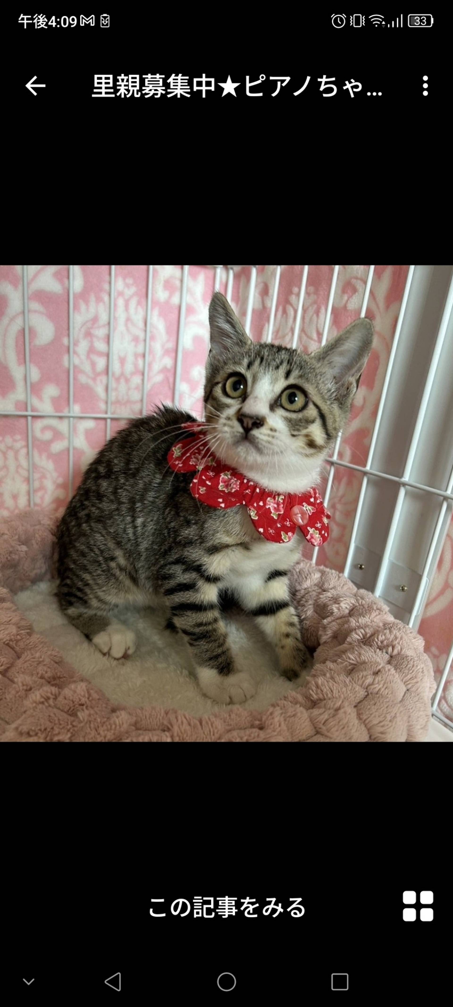 雑種（ミックス猫）・メスの里親募集の写真