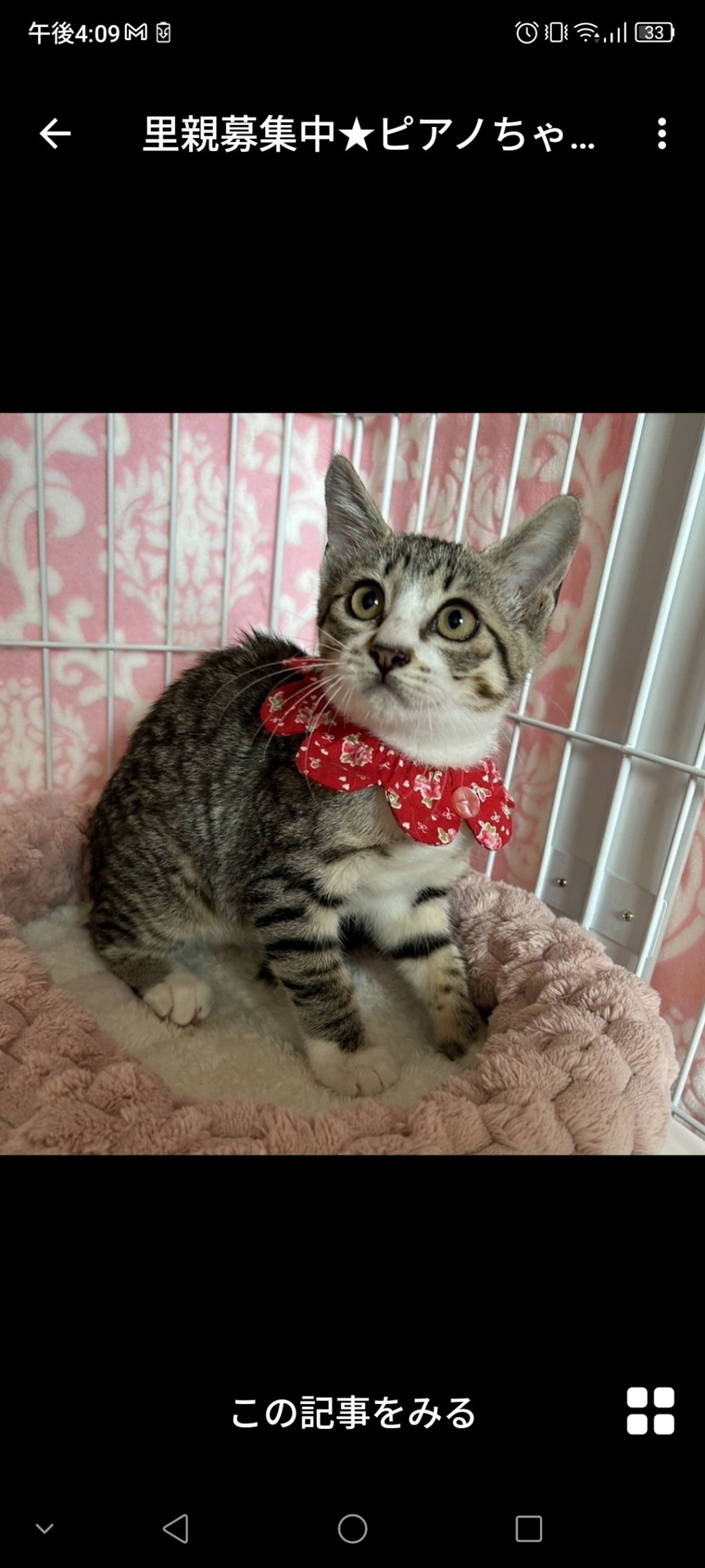 雑種（ミックス猫）・メスの里親募集の写真