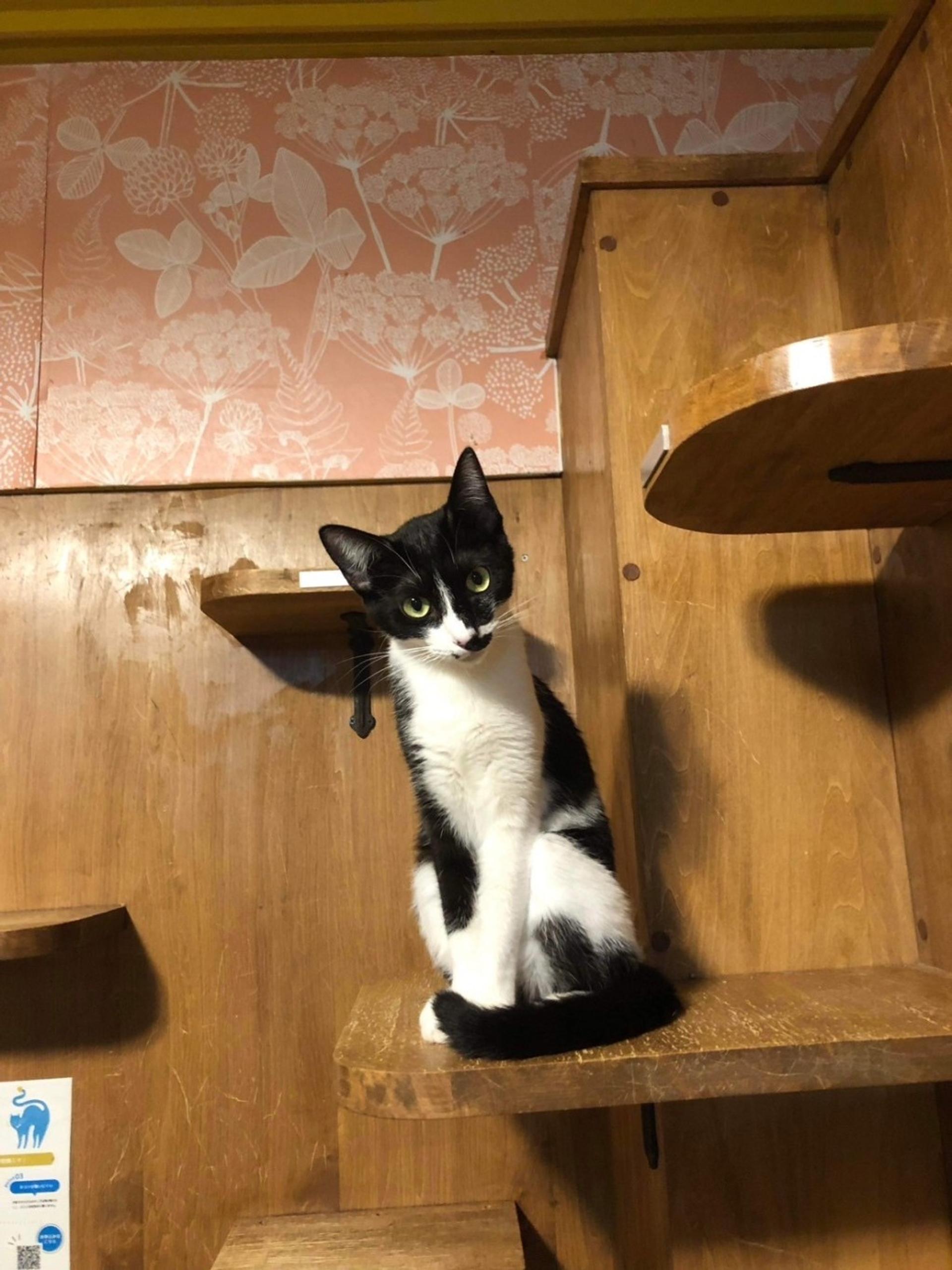 pet-image-2