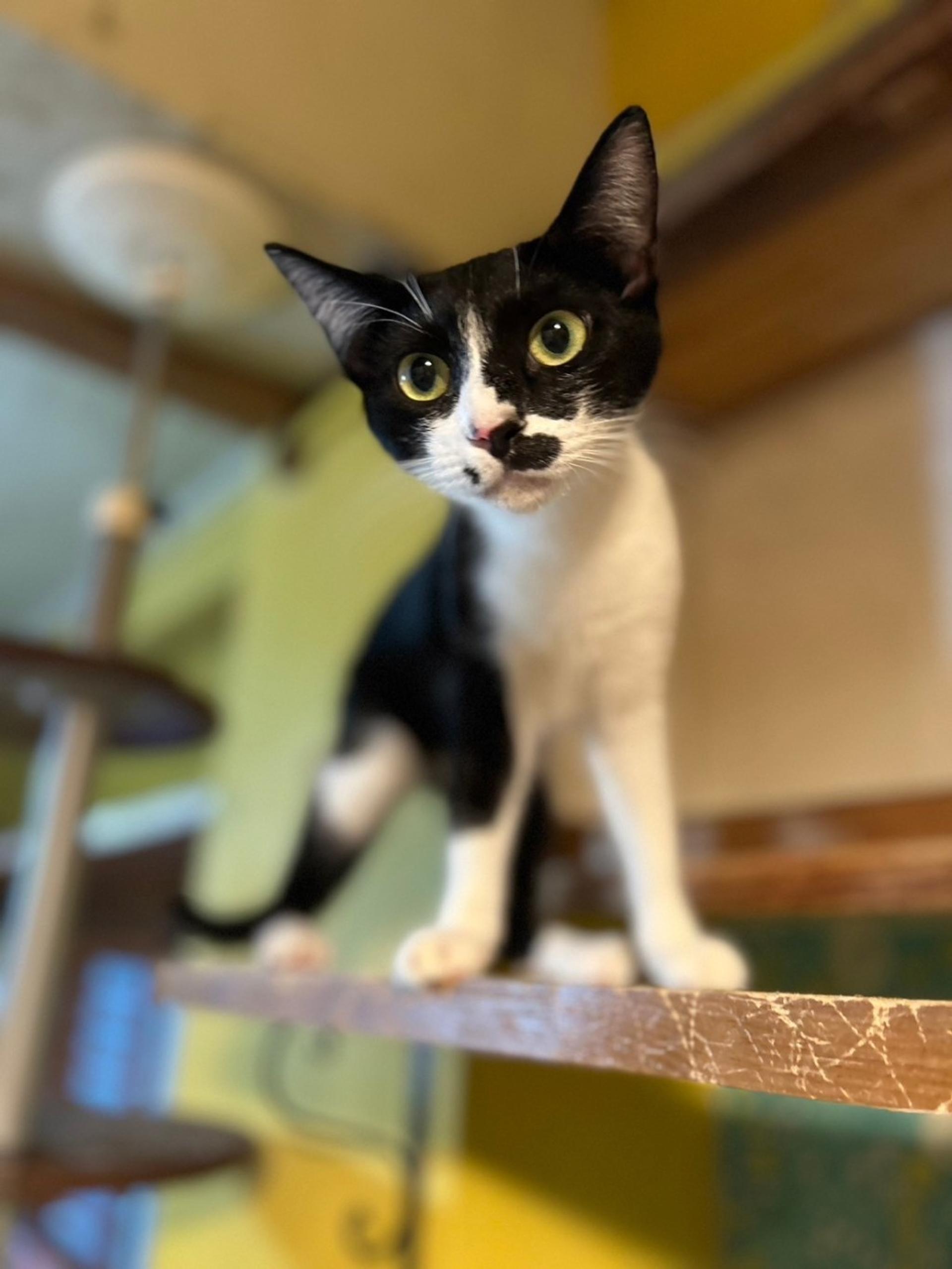 pet-image-3