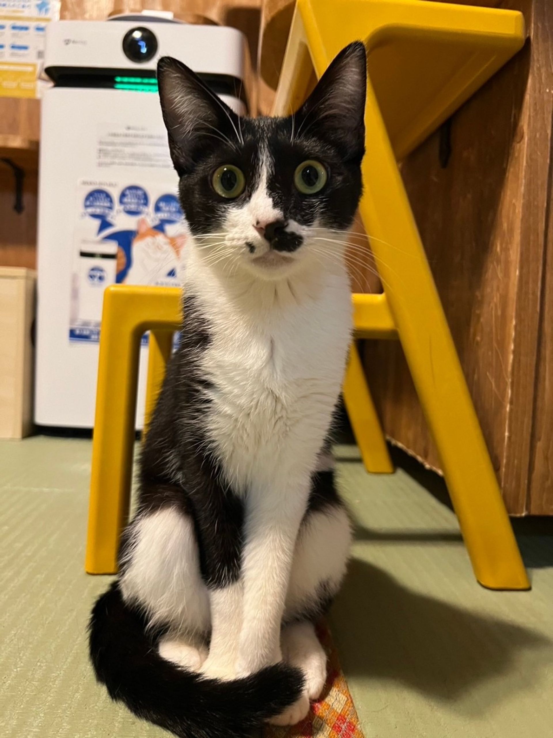 雑種（ミックス猫）・メスの里親募集の写真