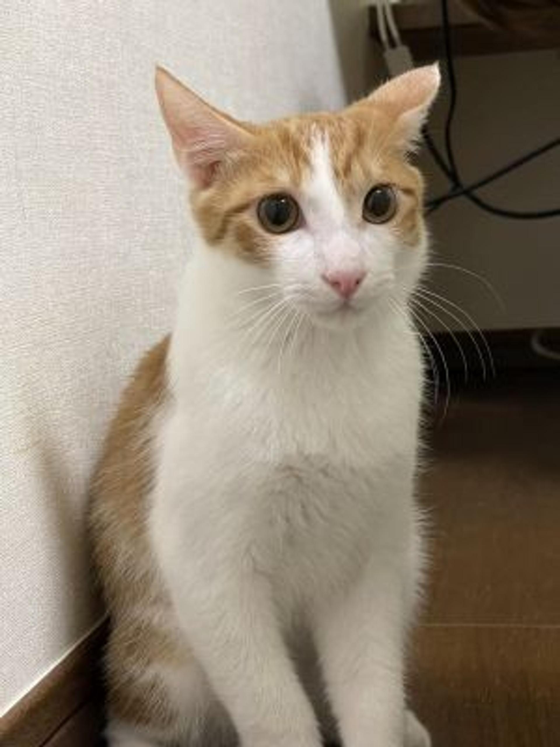 pet-image-2