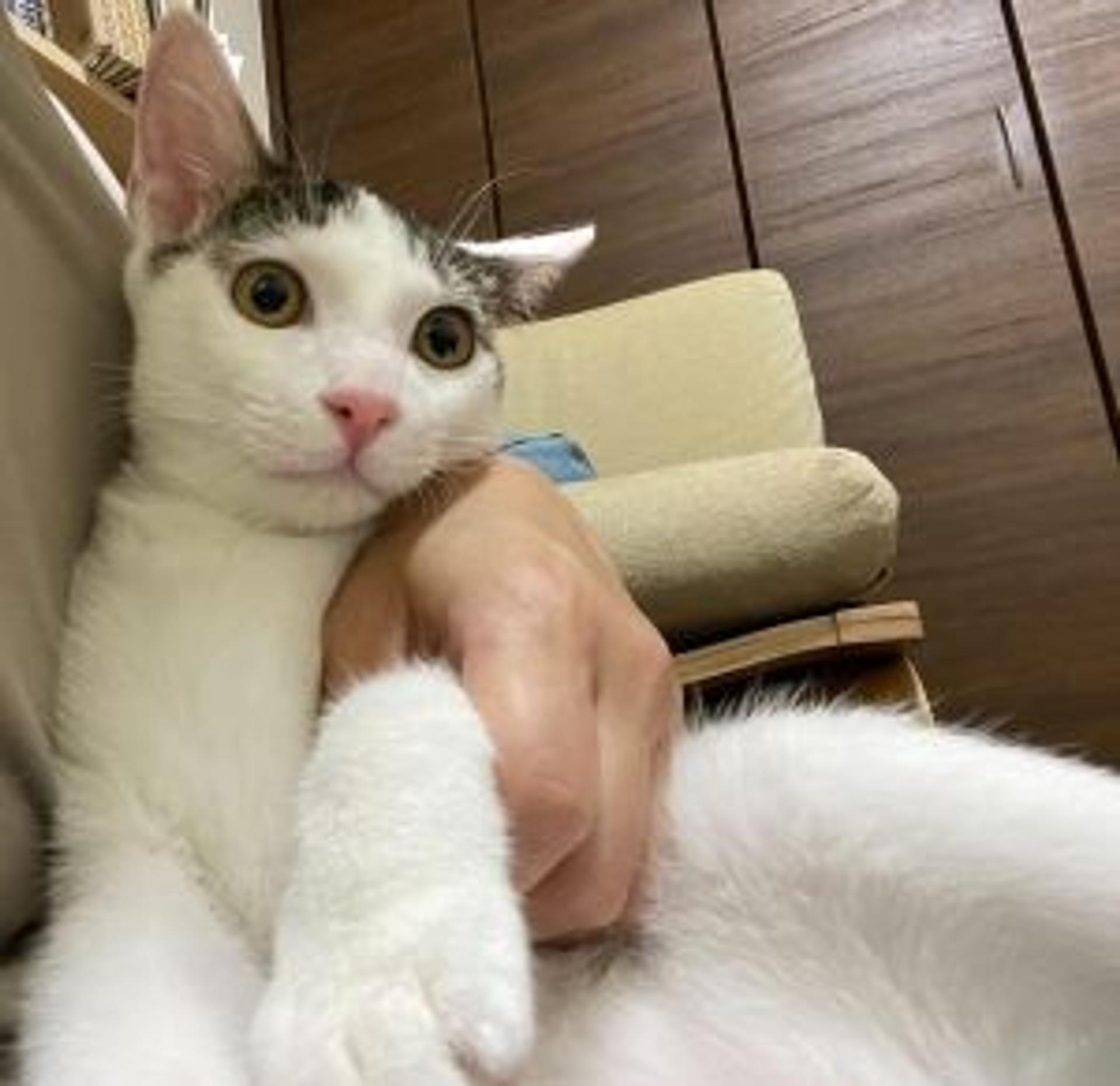 pet-image-3