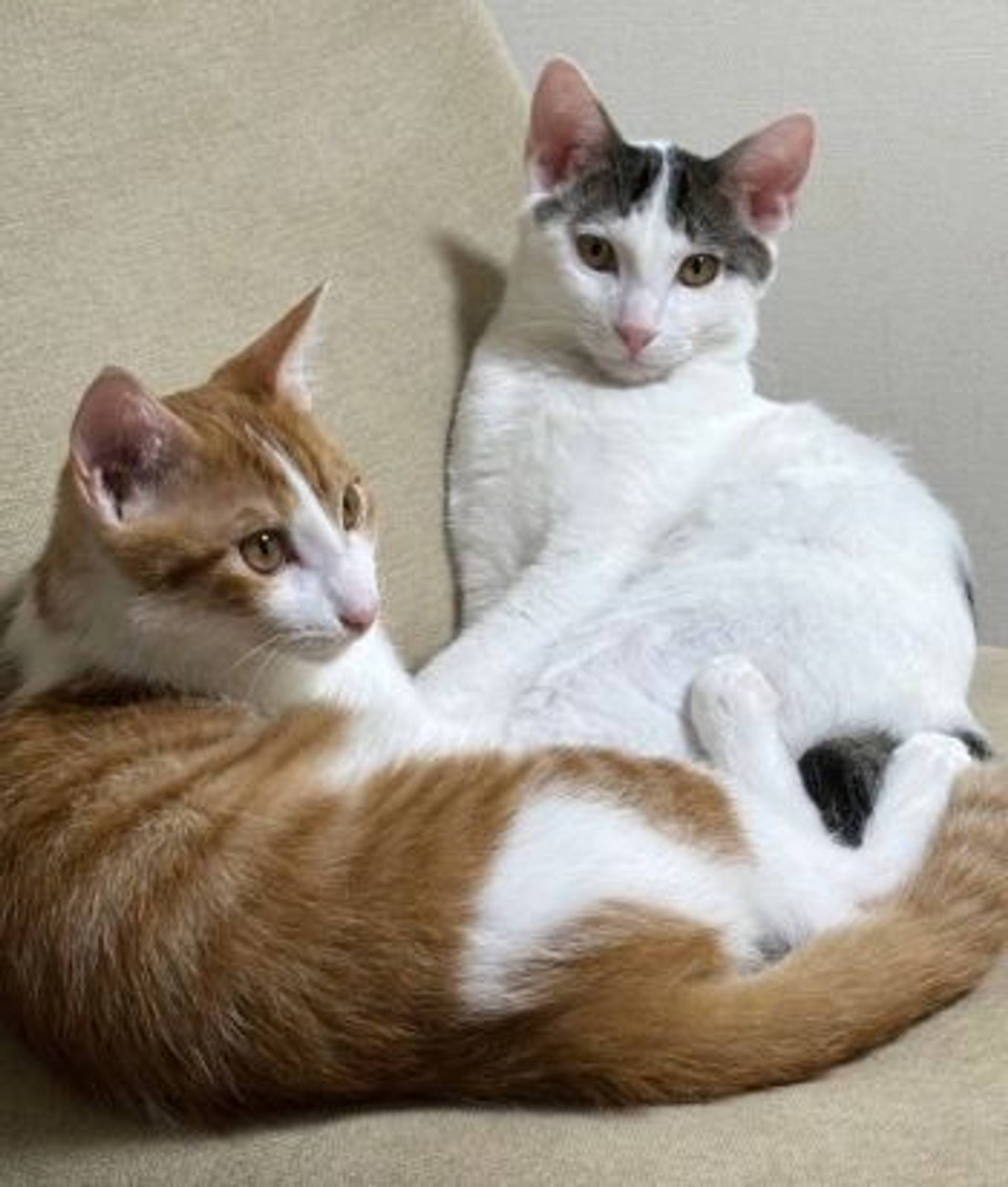 雑種（ミックス猫）・オスの里親募集の写真