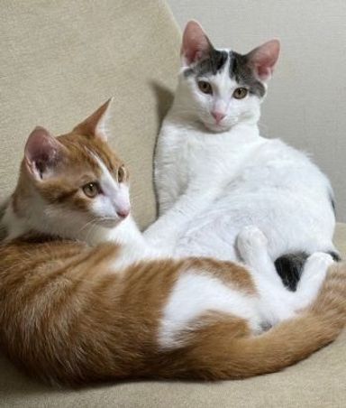 ちゃおん&きおん