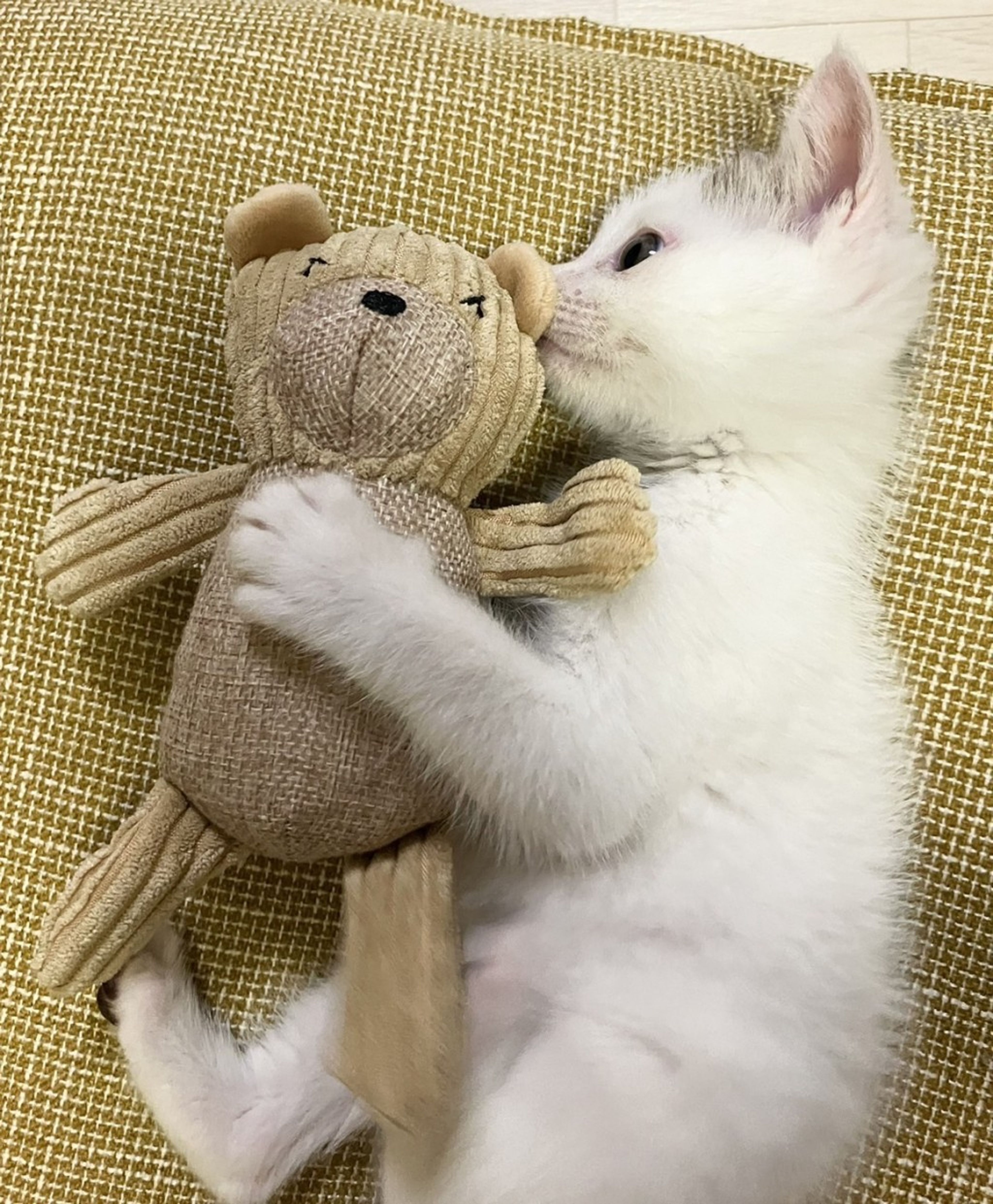 pet-image-2