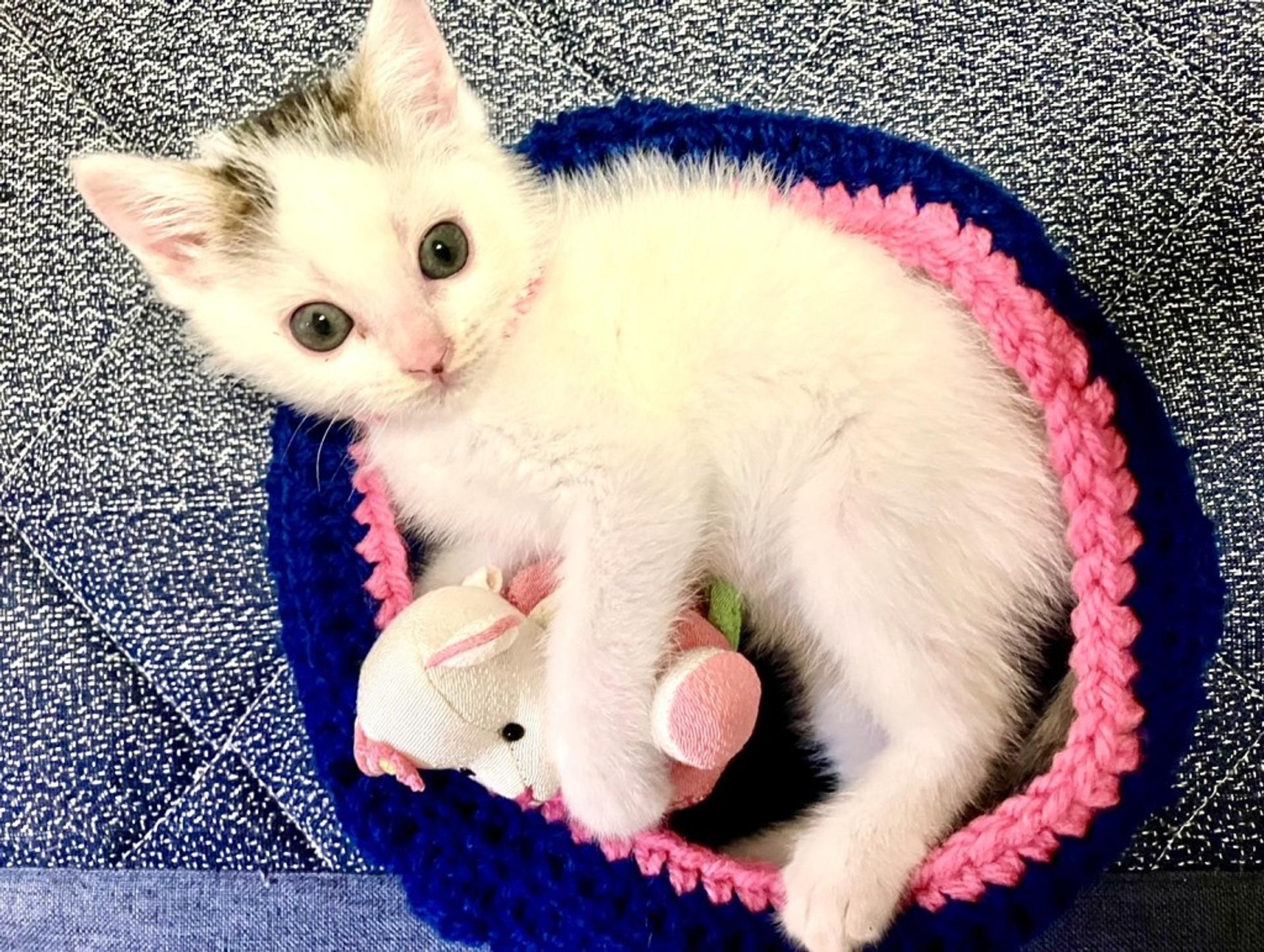 pet-image-4
