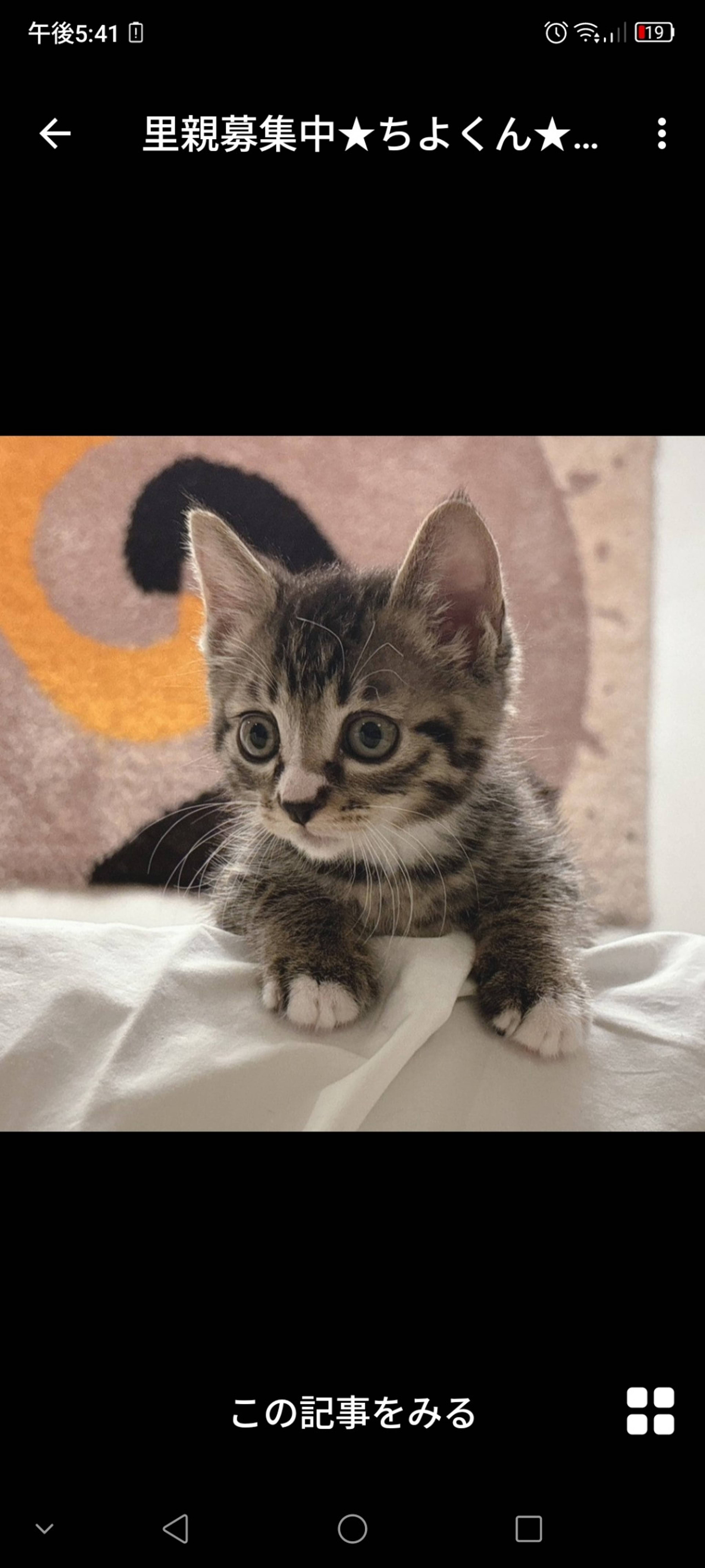 雑種（ミックス猫）・オスの里親募集の写真