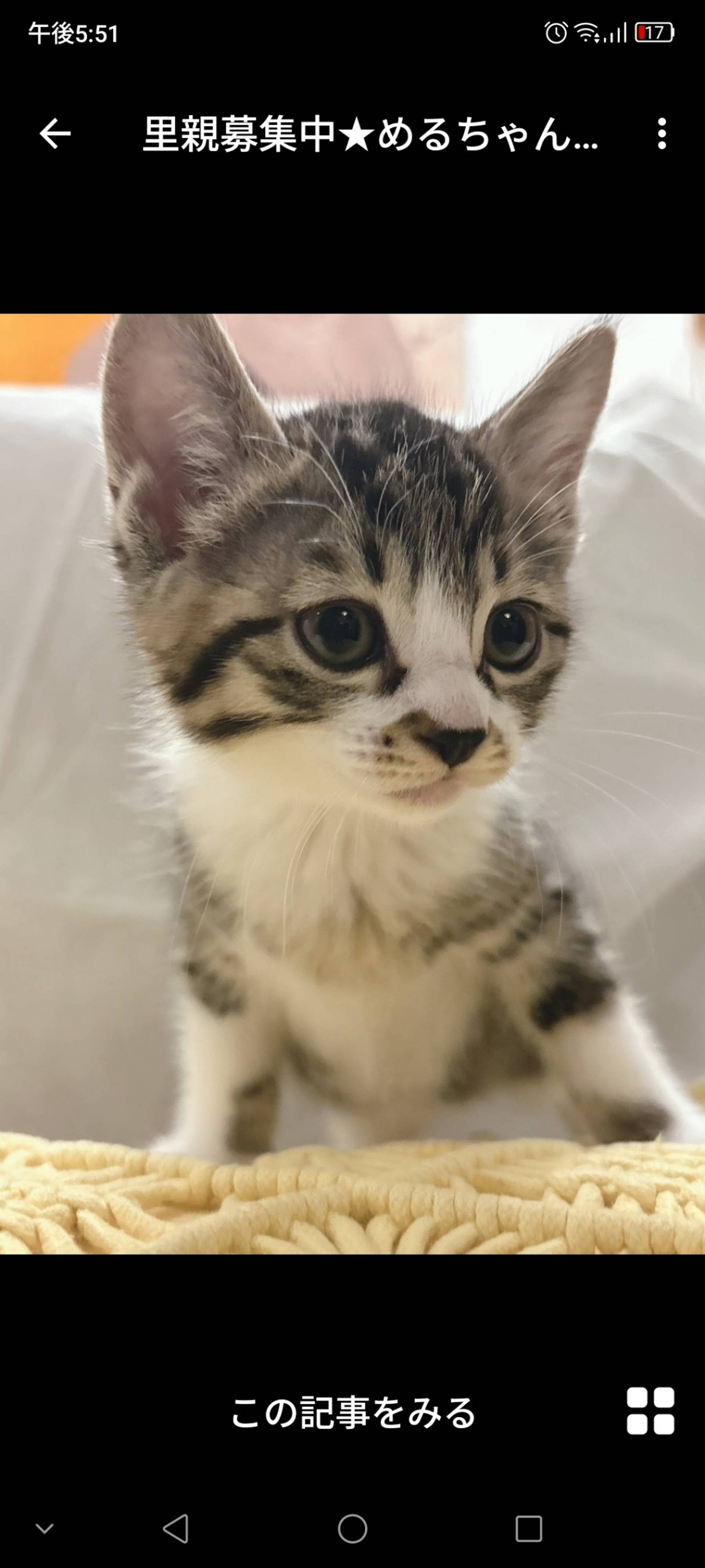 雑種（ミックス猫）・メスの里親募集の写真