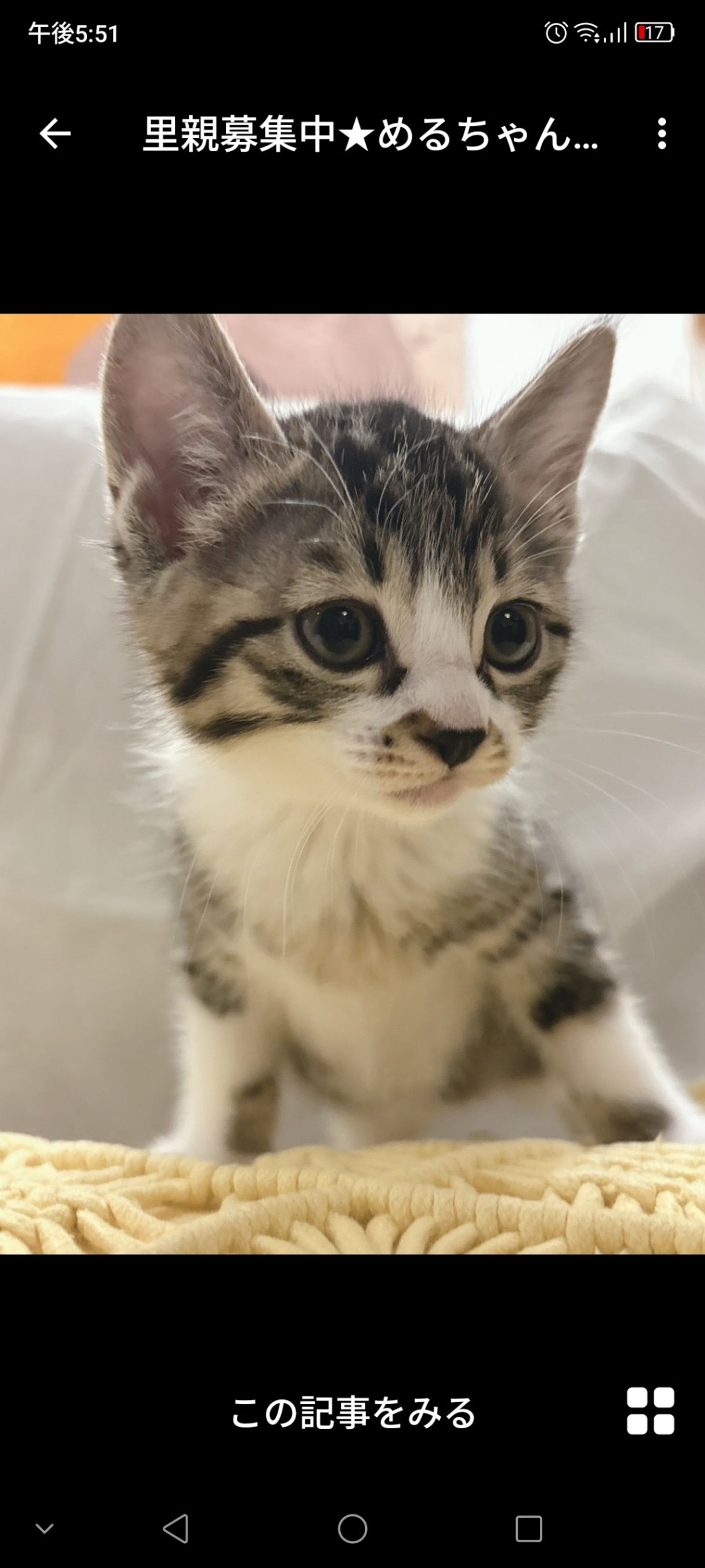 雑種（ミックス猫）・メスの里親募集の写真