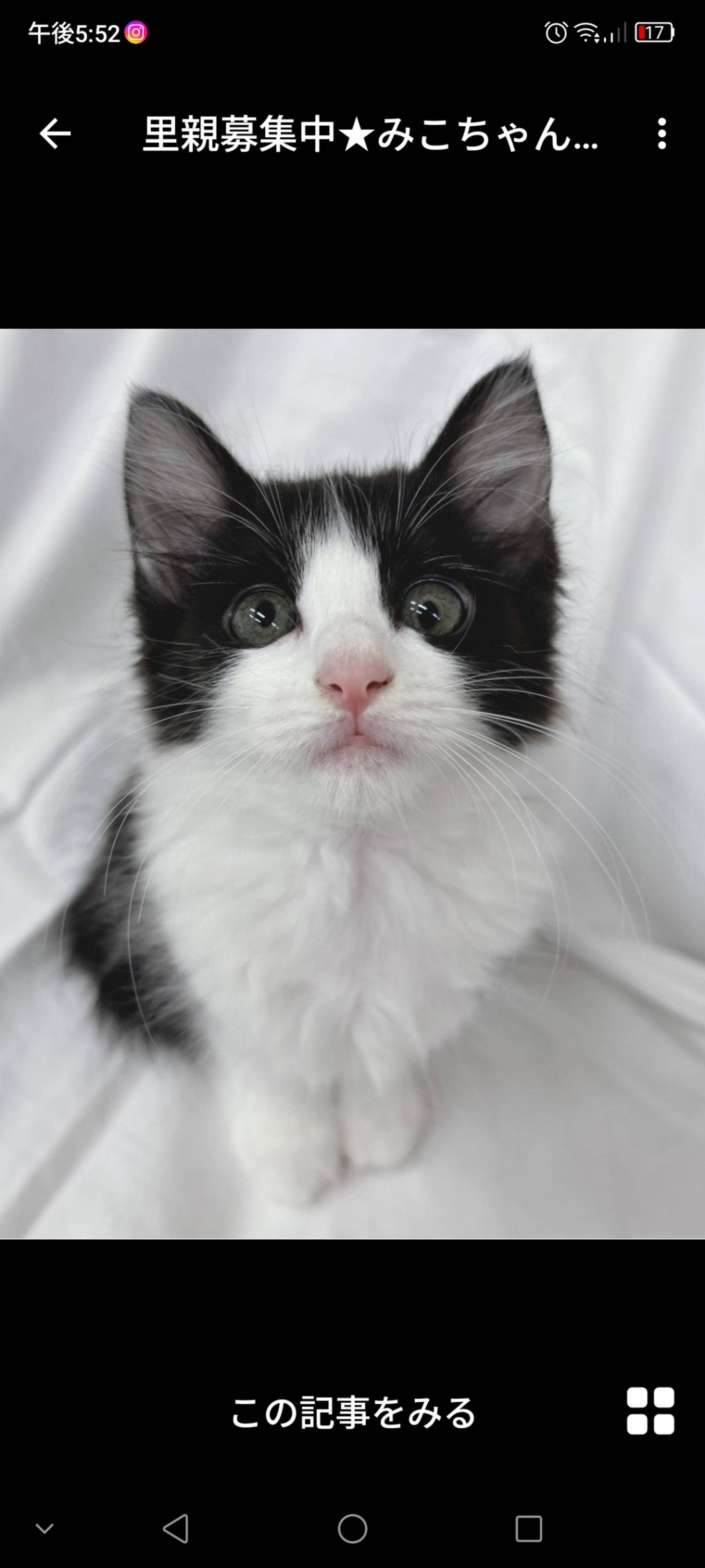 雑種（ミックス猫）・メスの里親募集の写真