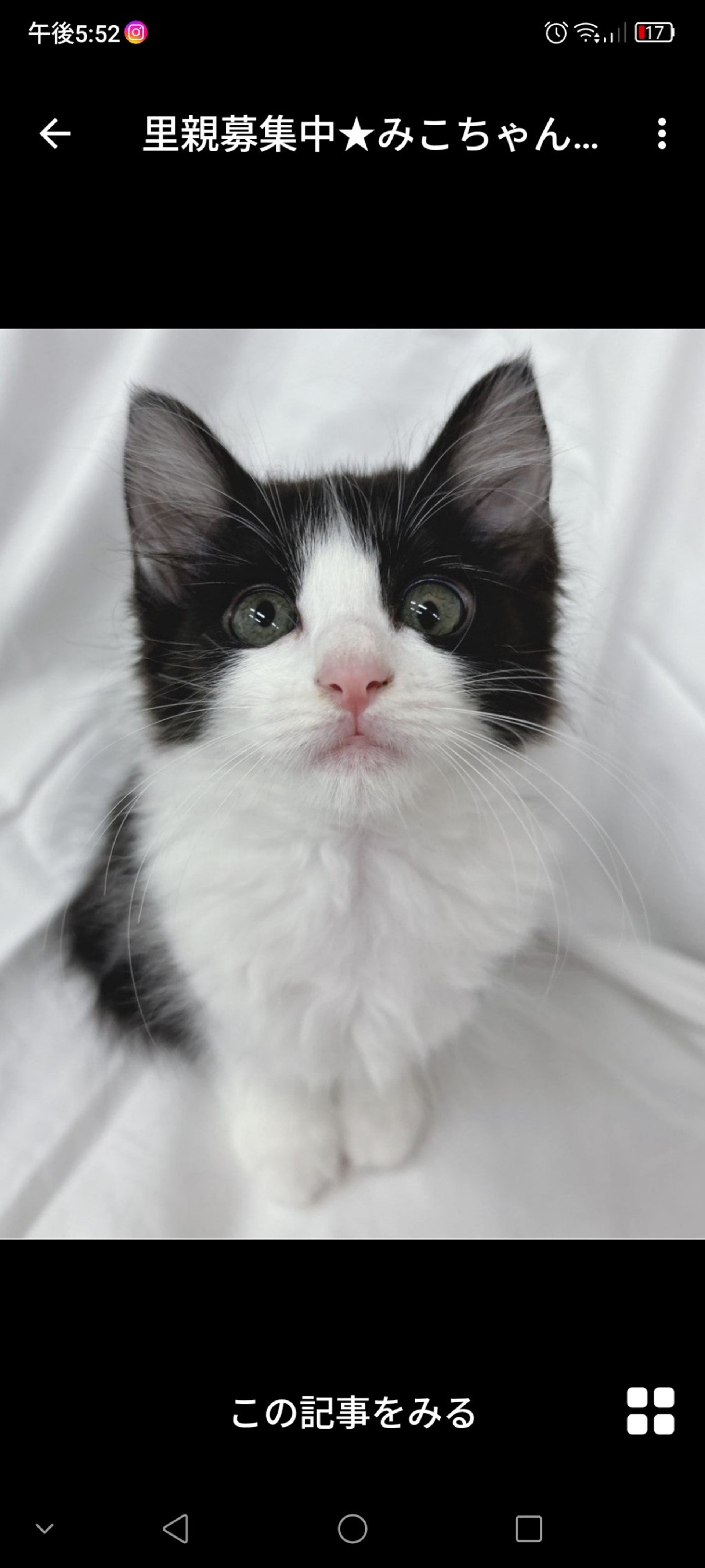 雑種（ミックス猫）・メスの里親募集の写真