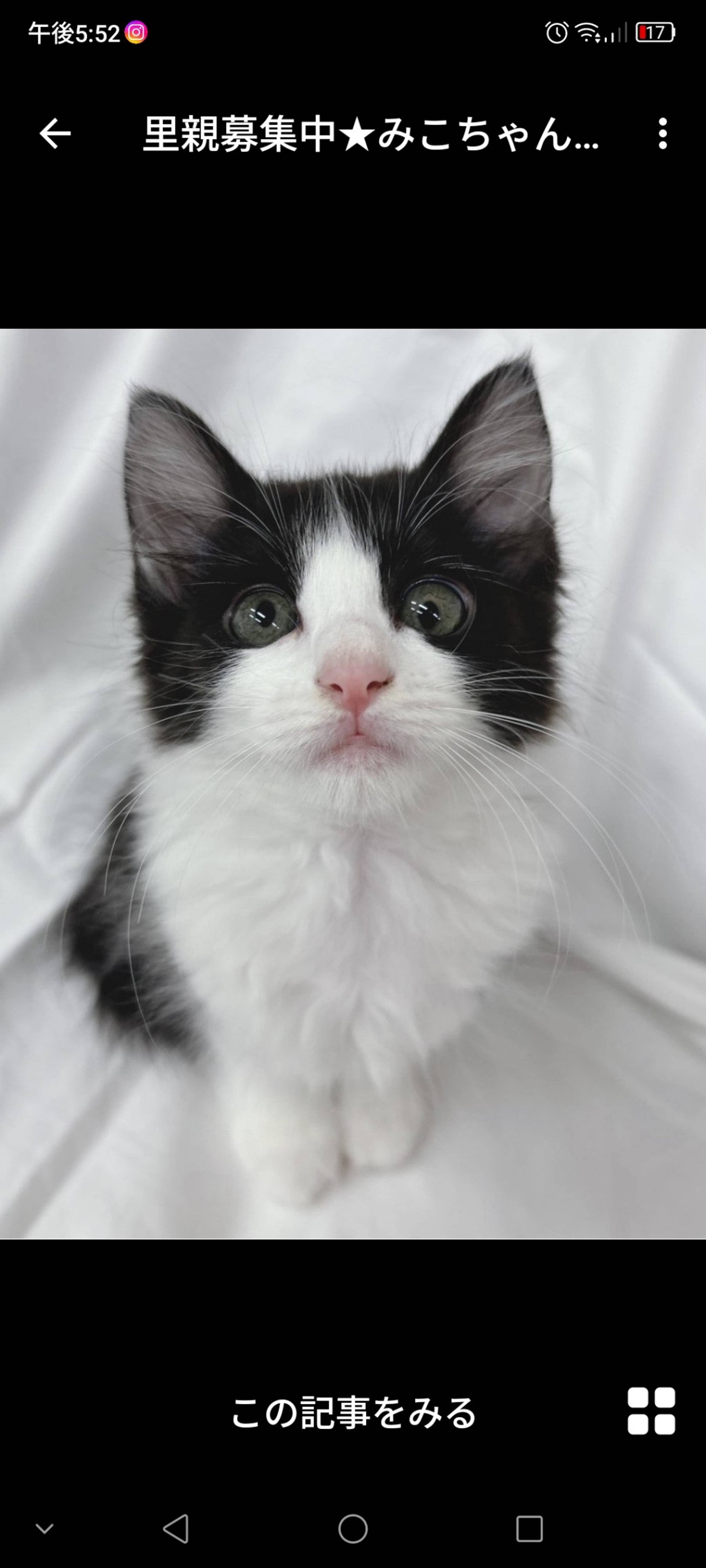 雑種（ミックス猫）・メスの里親募集の写真