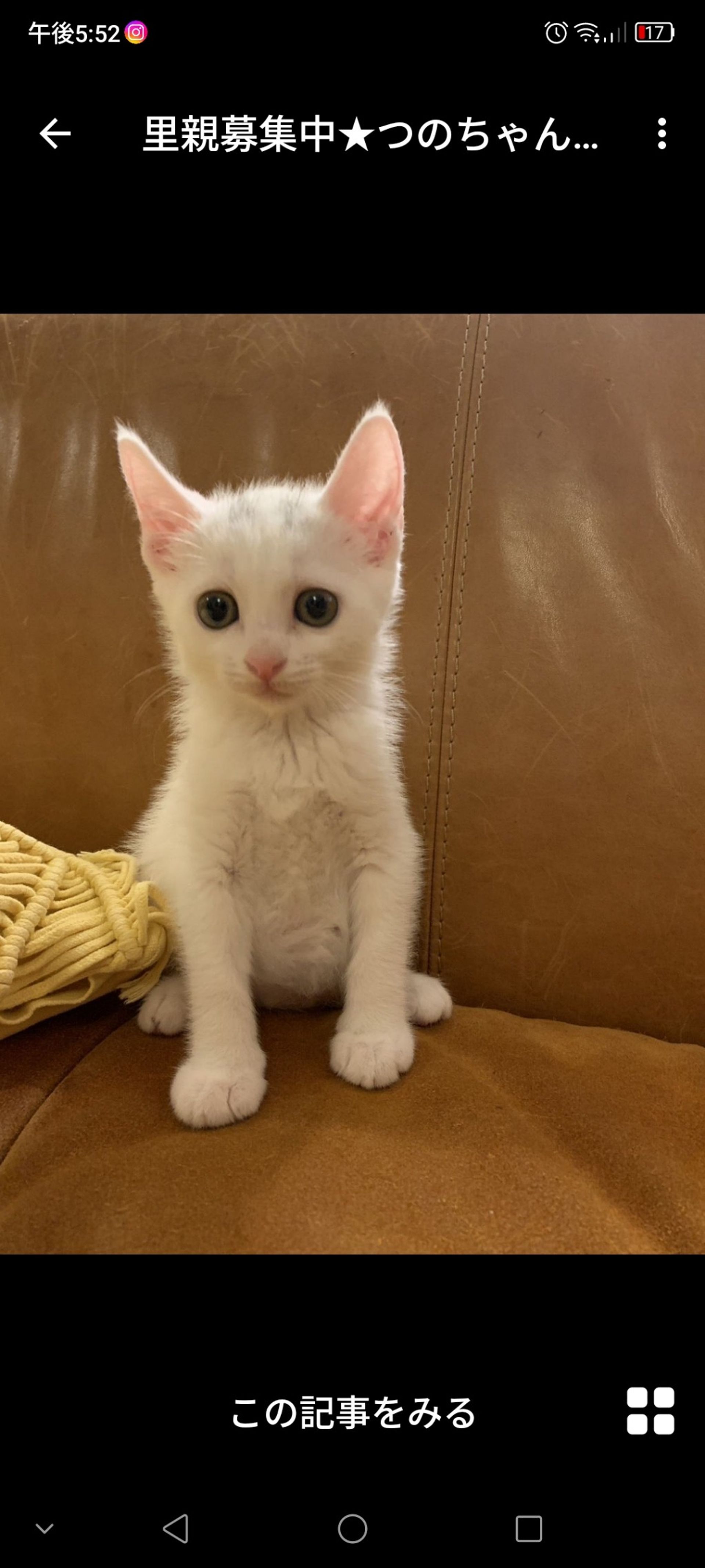 雑種（ミックス猫）・メスの里親募集の写真
