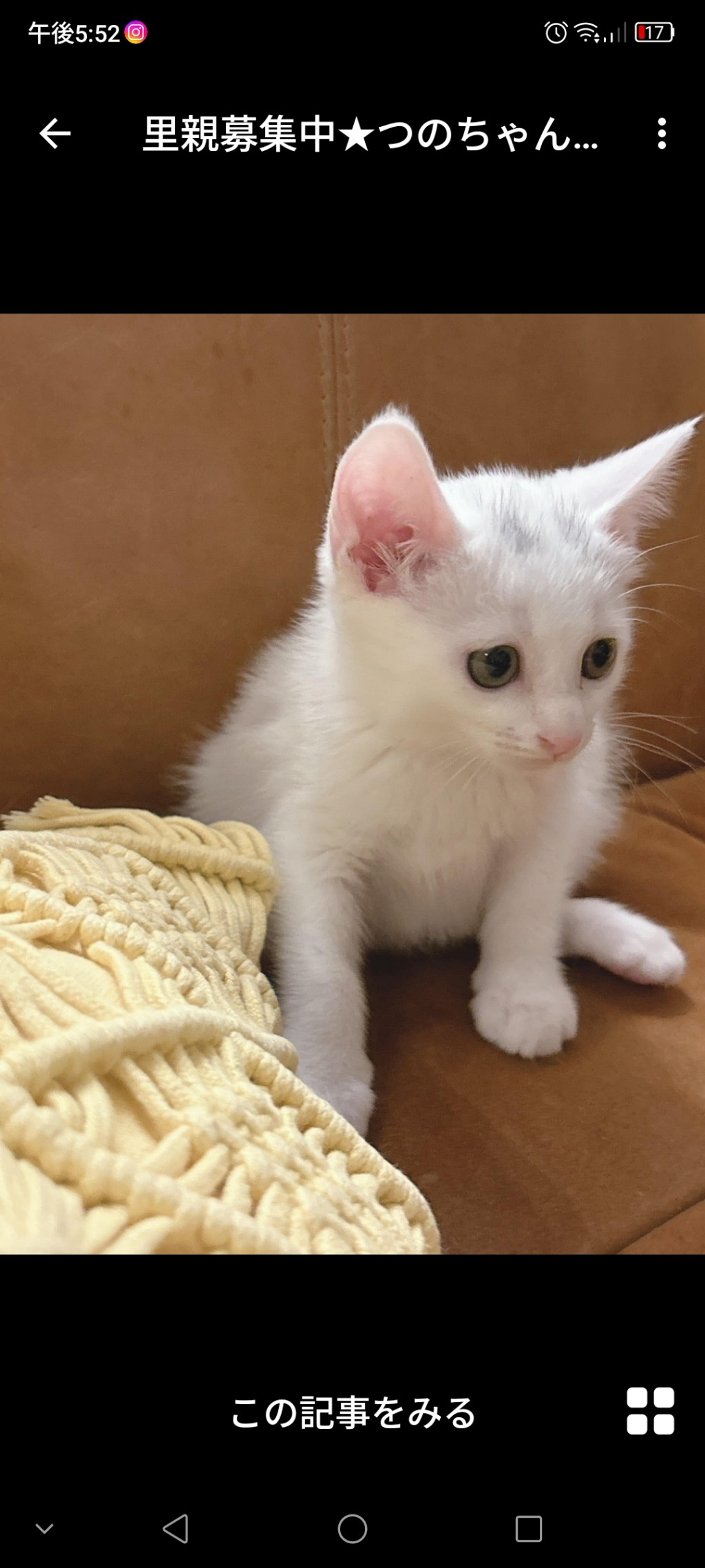 pet-image-3