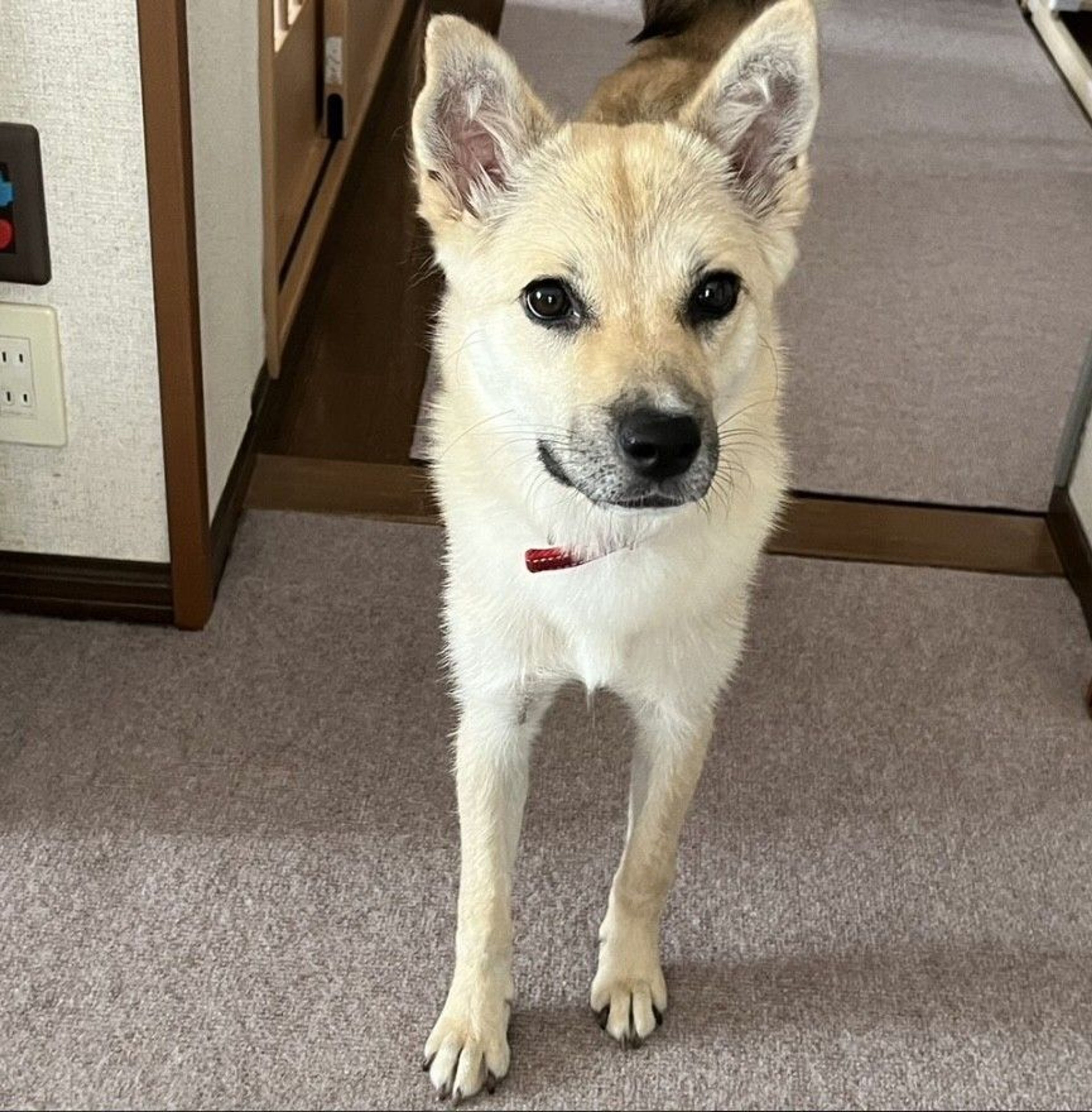 雑種（ミックス犬）・メスの里親募集の写真