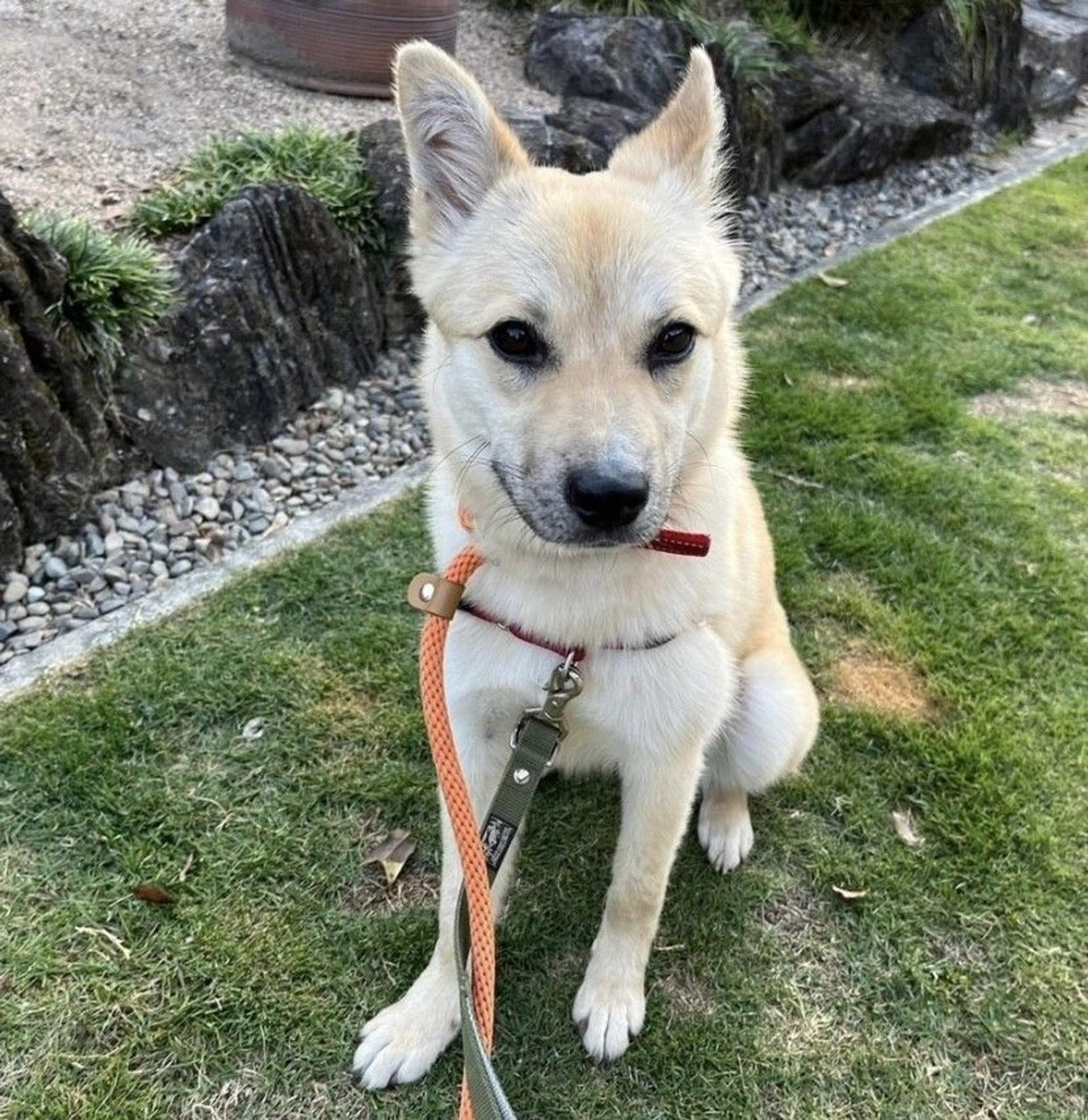 pet-image-5