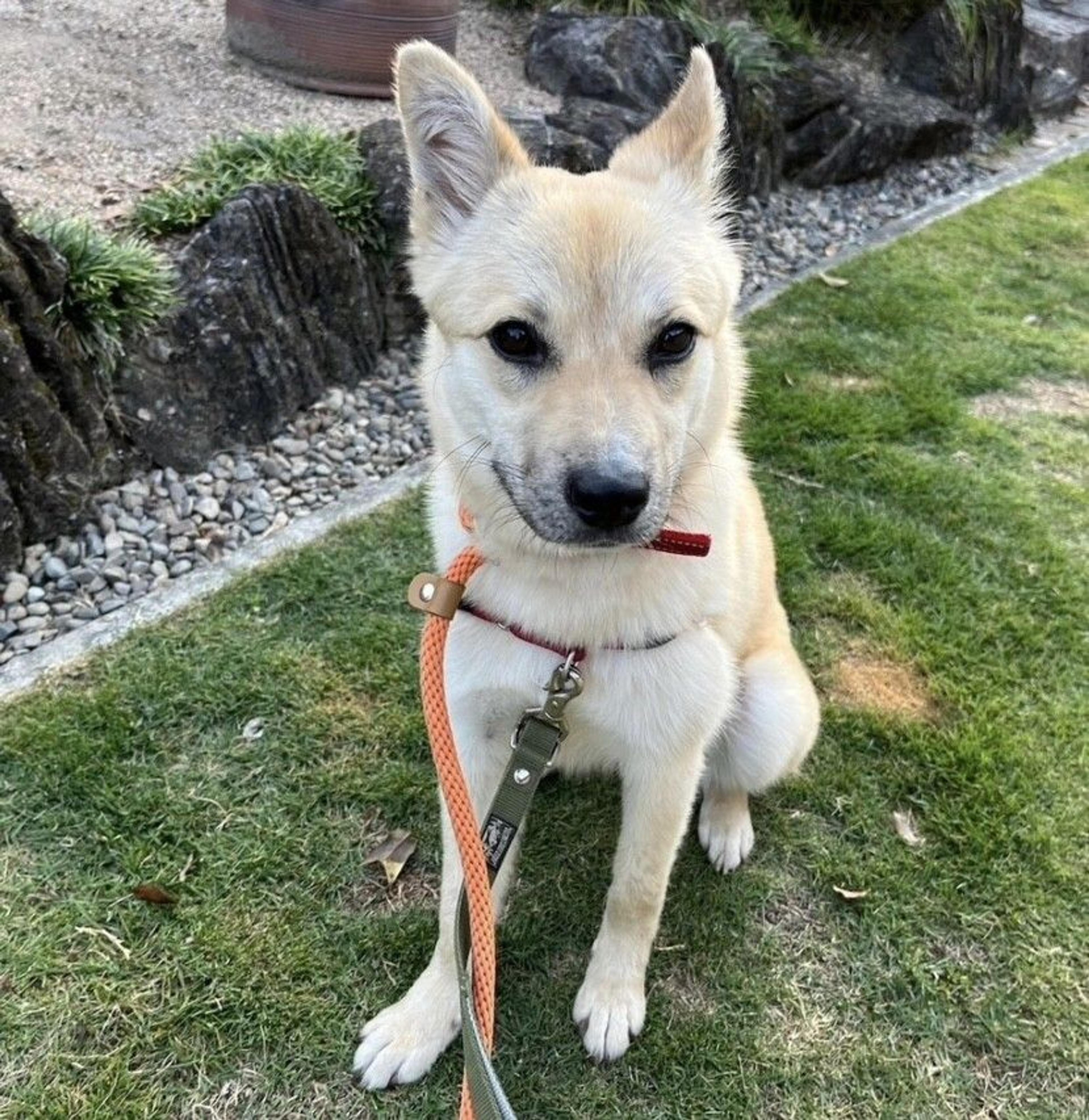 pet-image-5